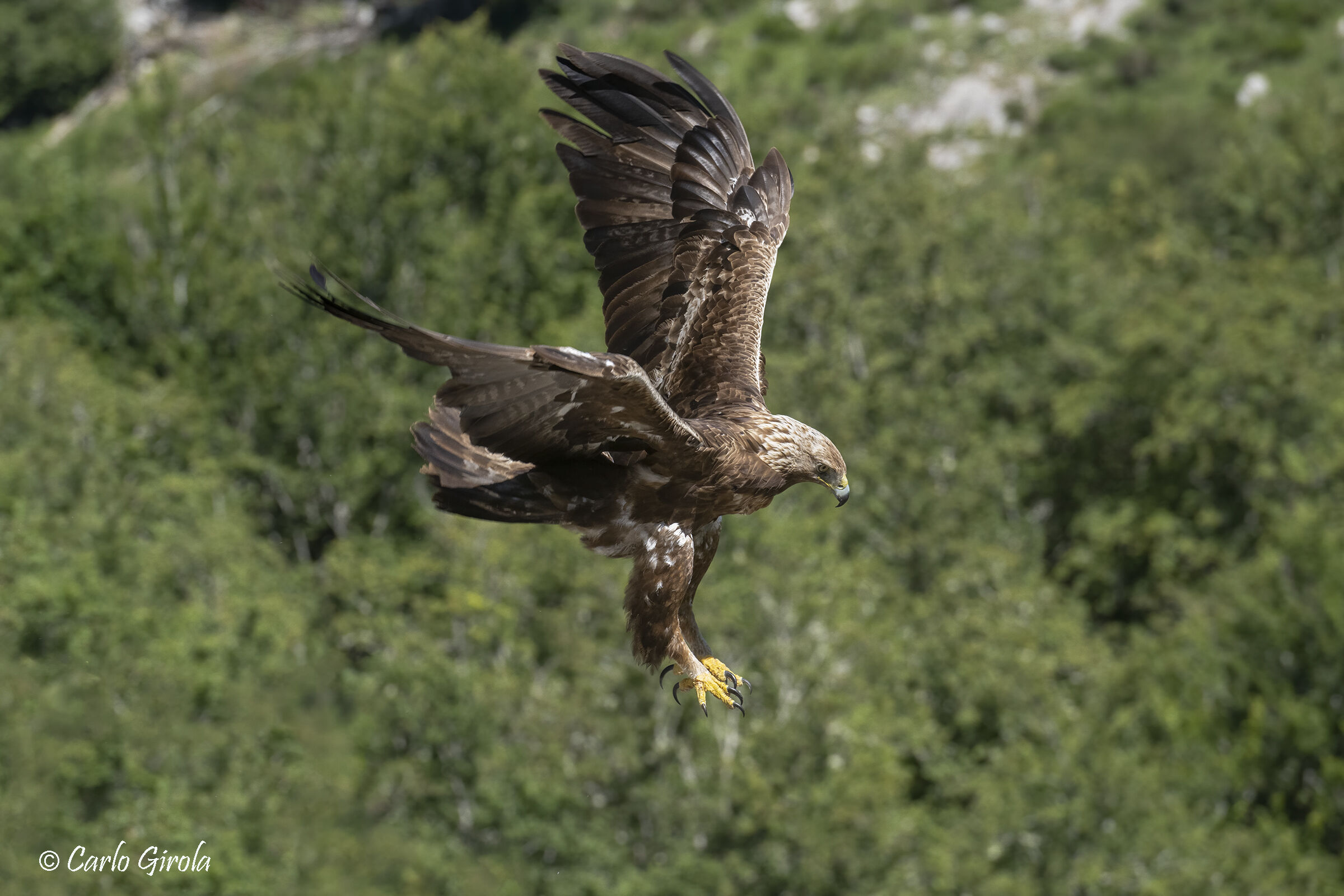 Golden eagle (Aquila chrysaetos)