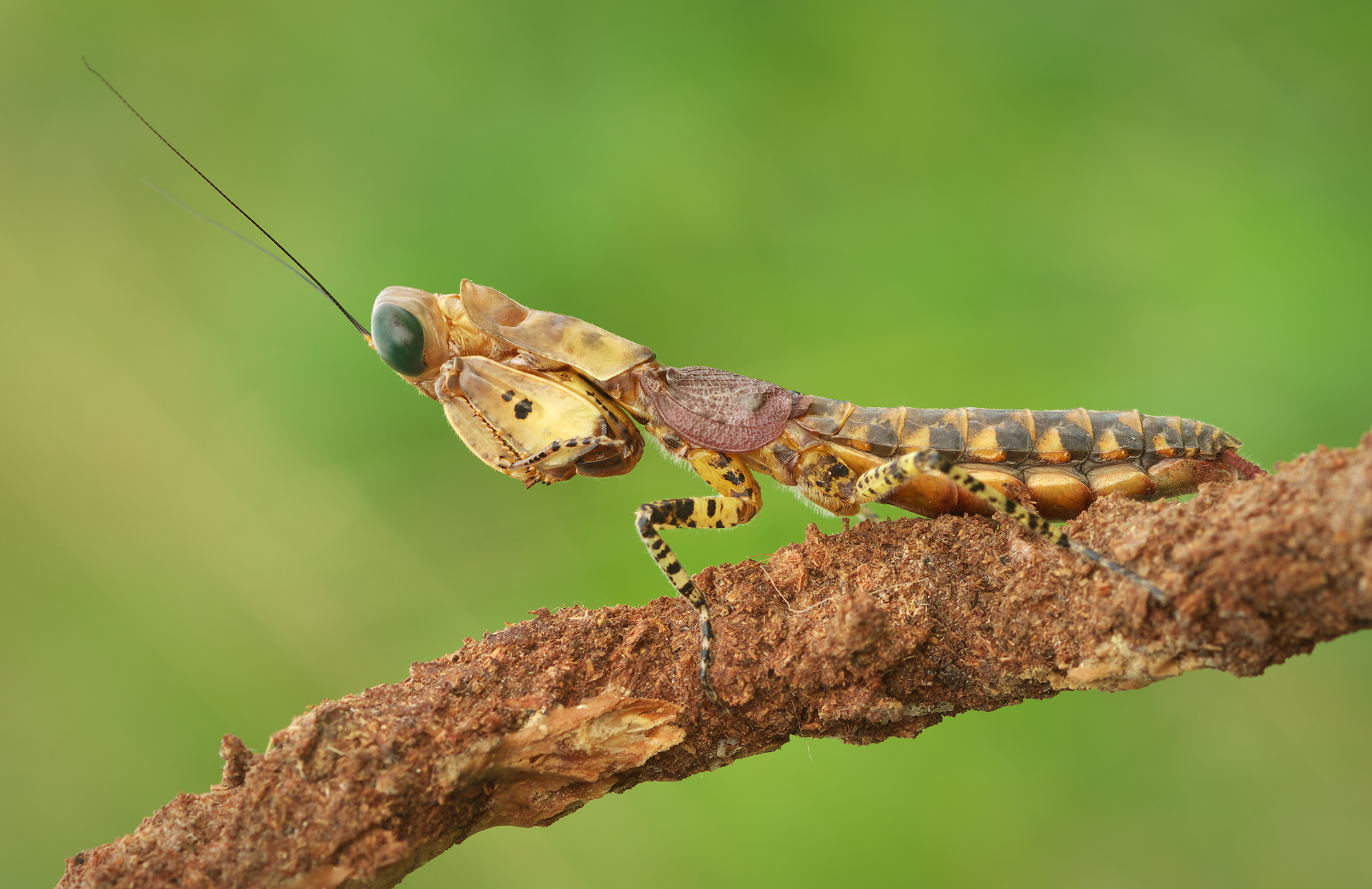 Tarachodula pantherina