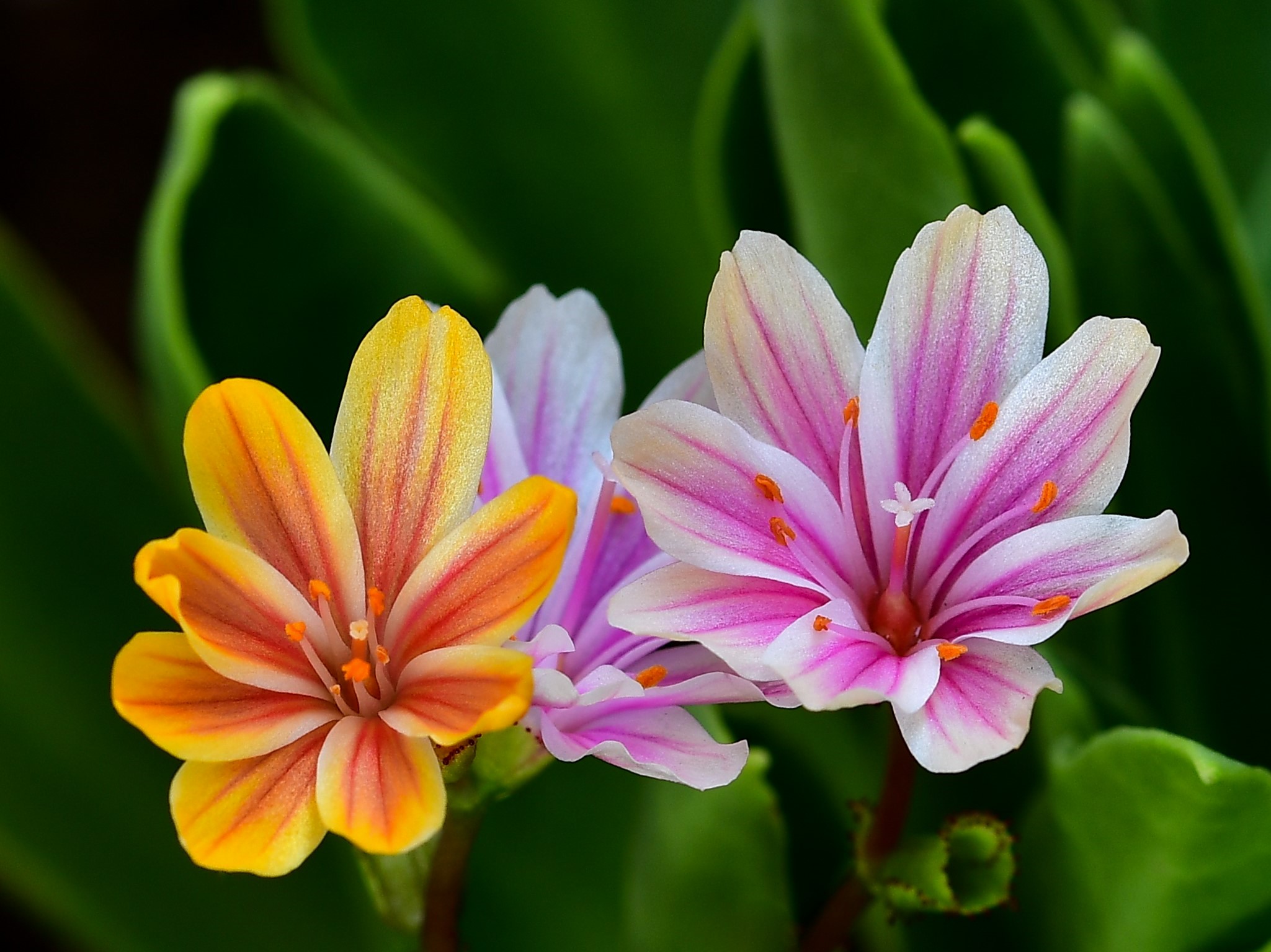 Lewisia cotiledon