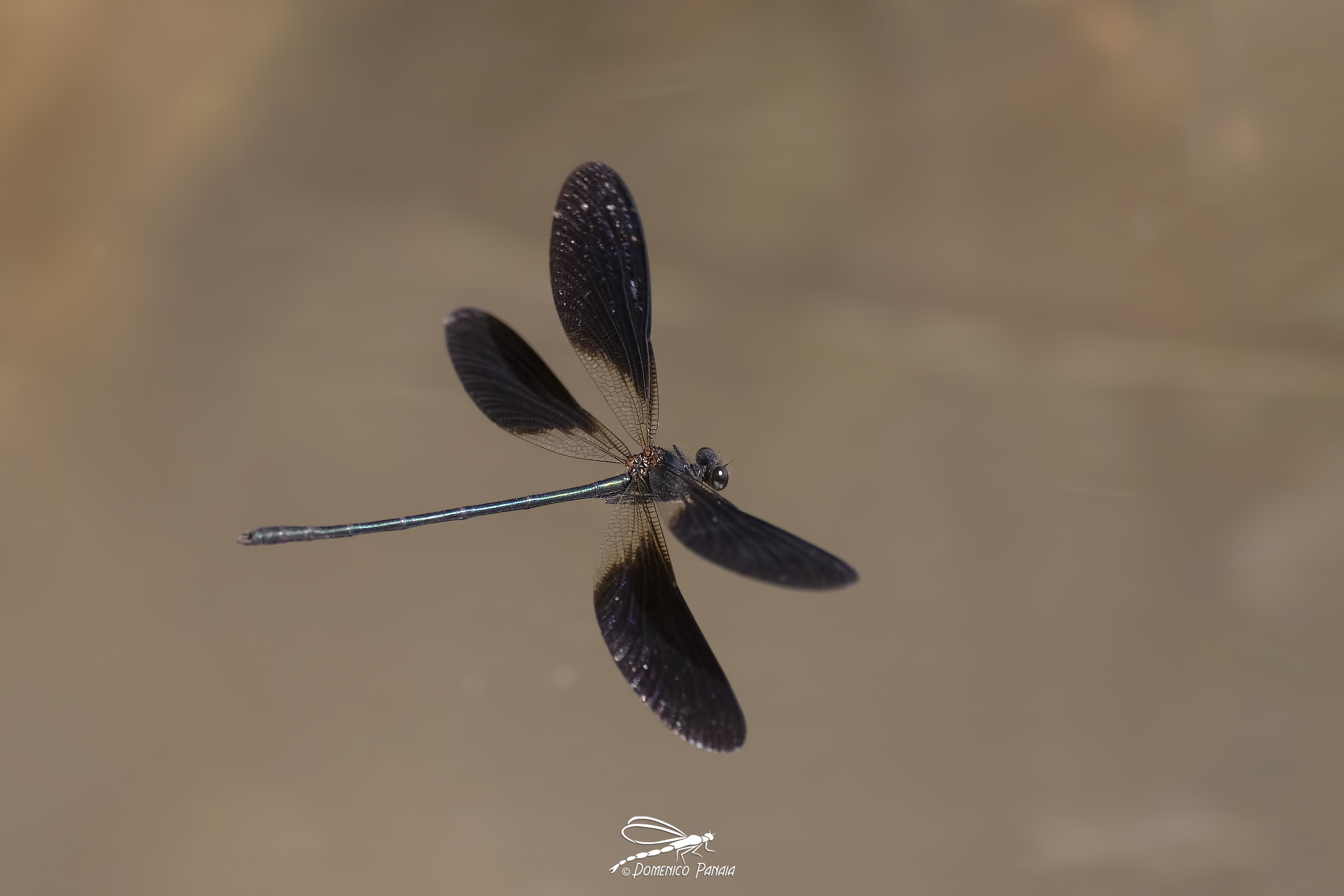 Calopteryx haemorrhoidalis