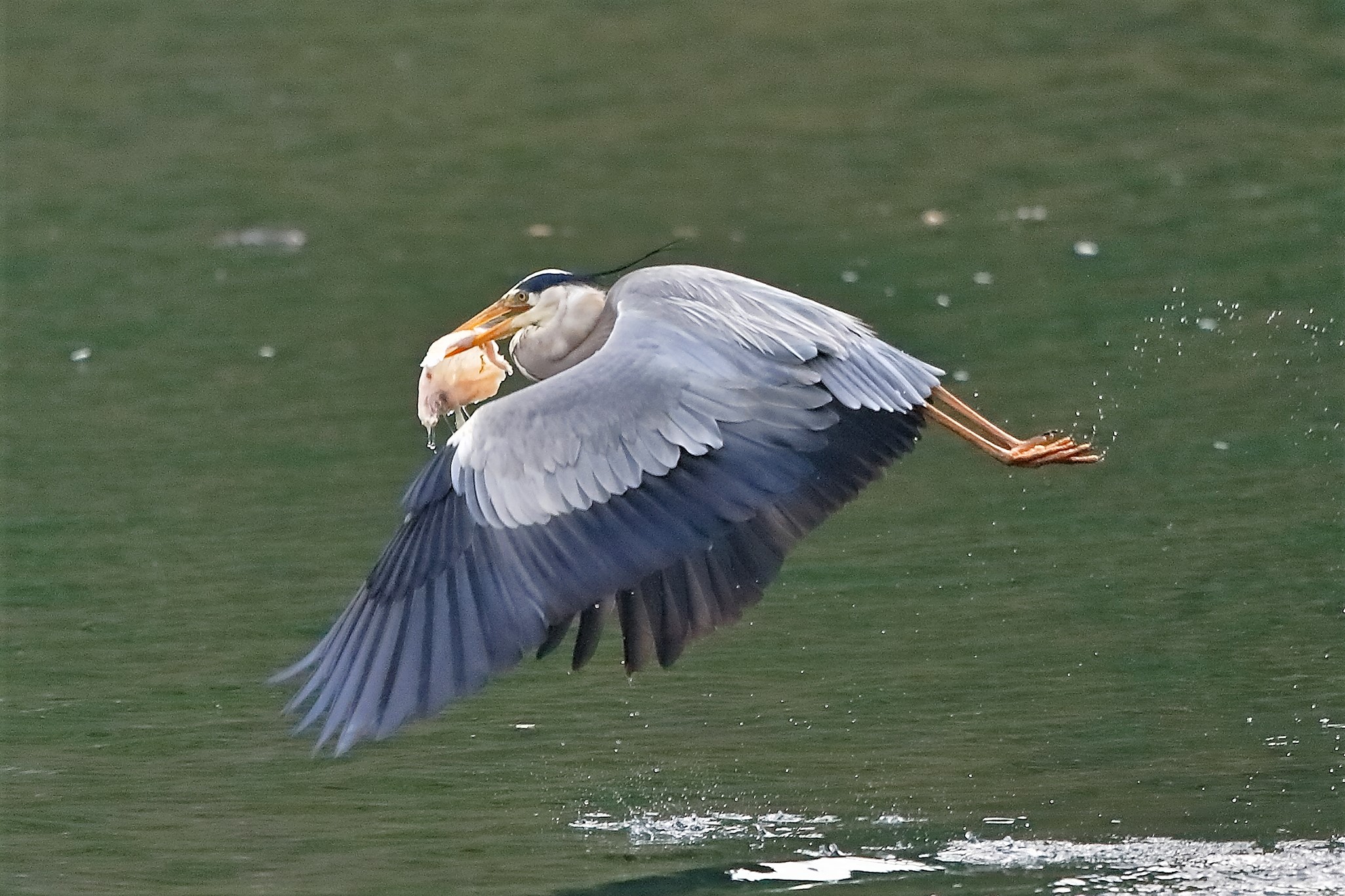 Cenerino 29 aprile 2023