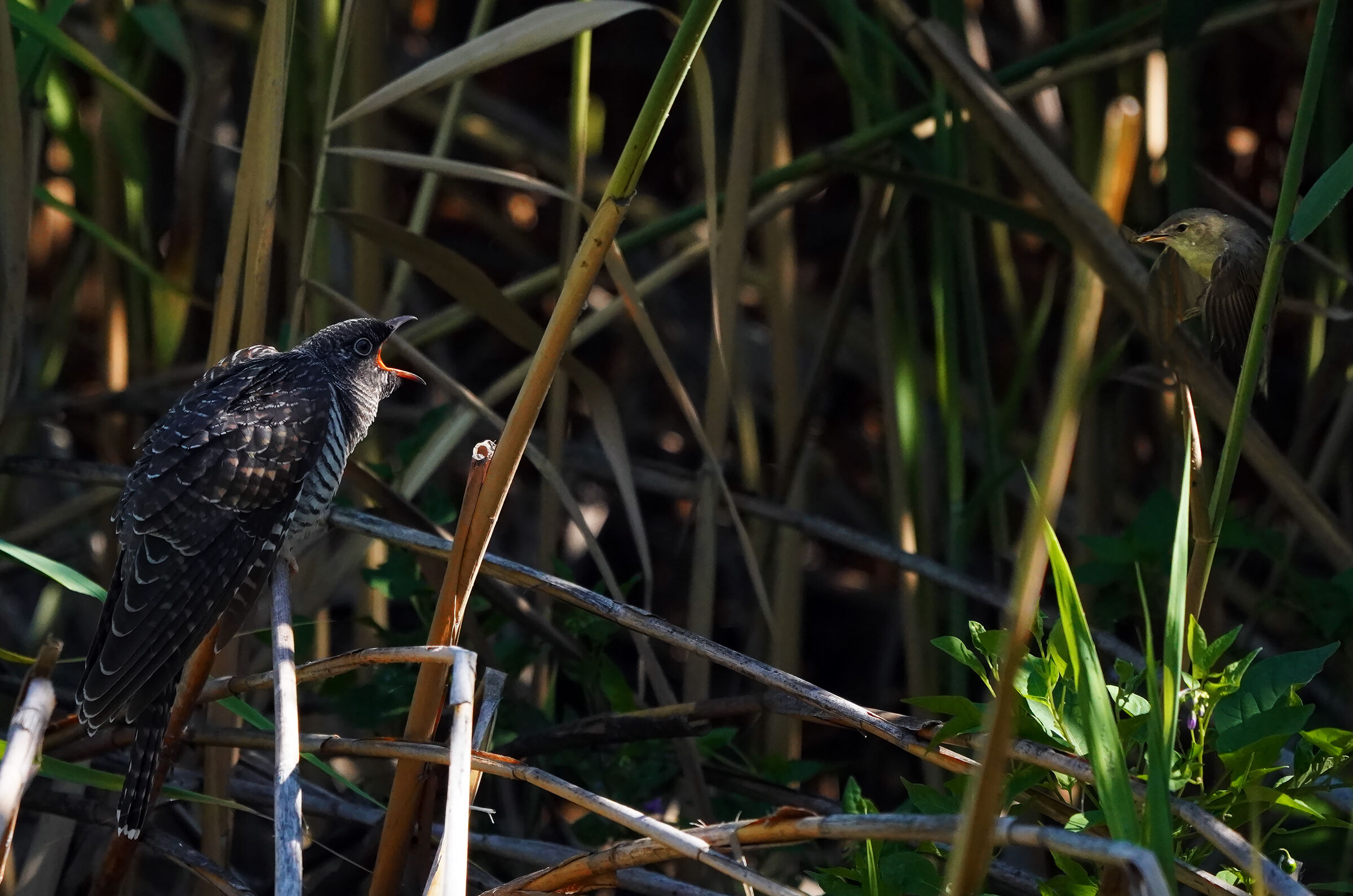 The hard life of the reed warbler