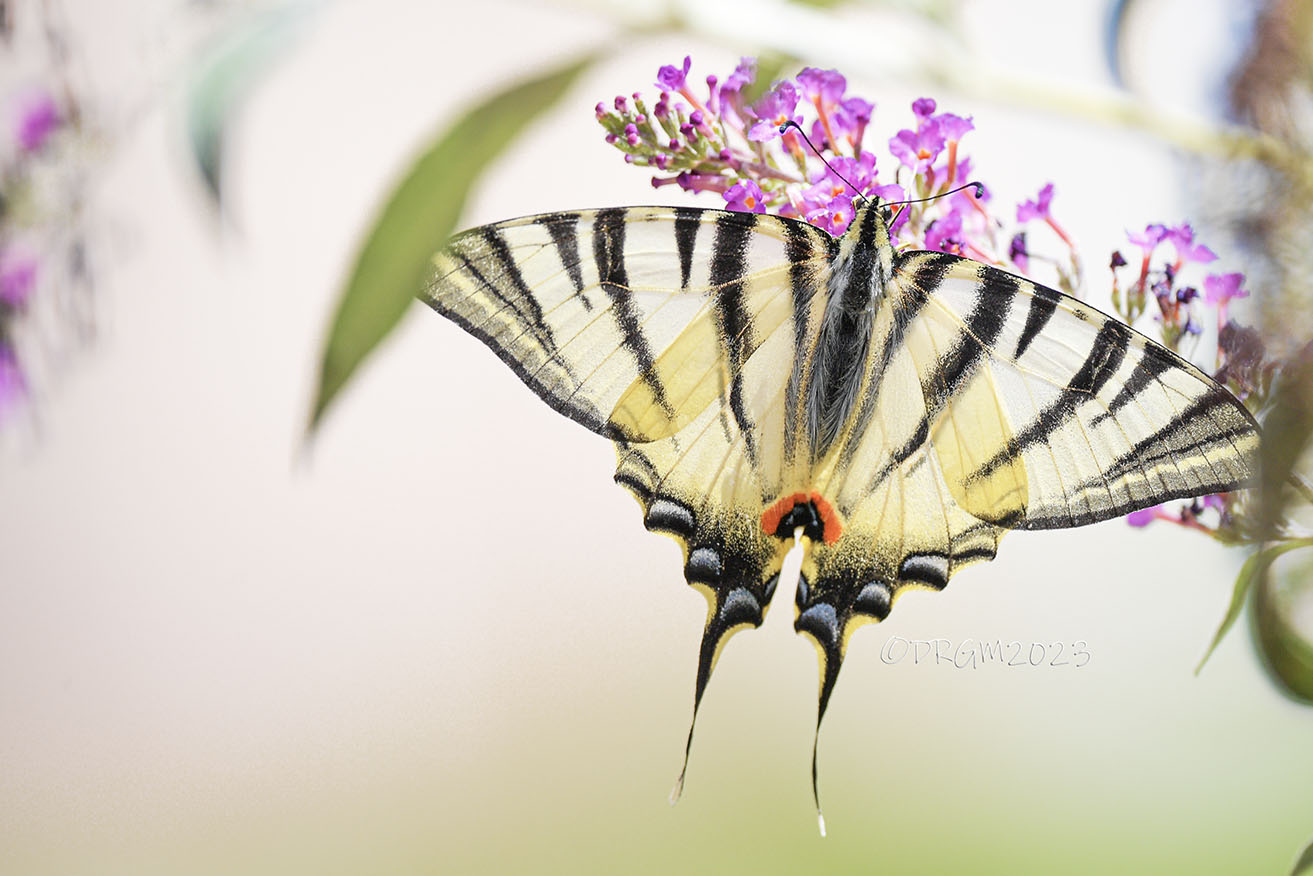 Papilionidae