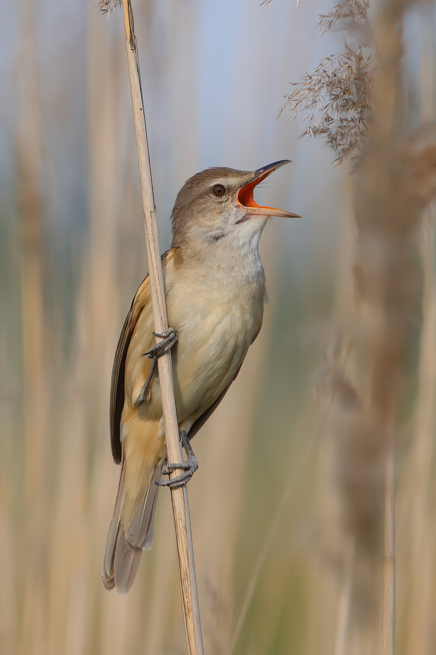 Great reed warbler