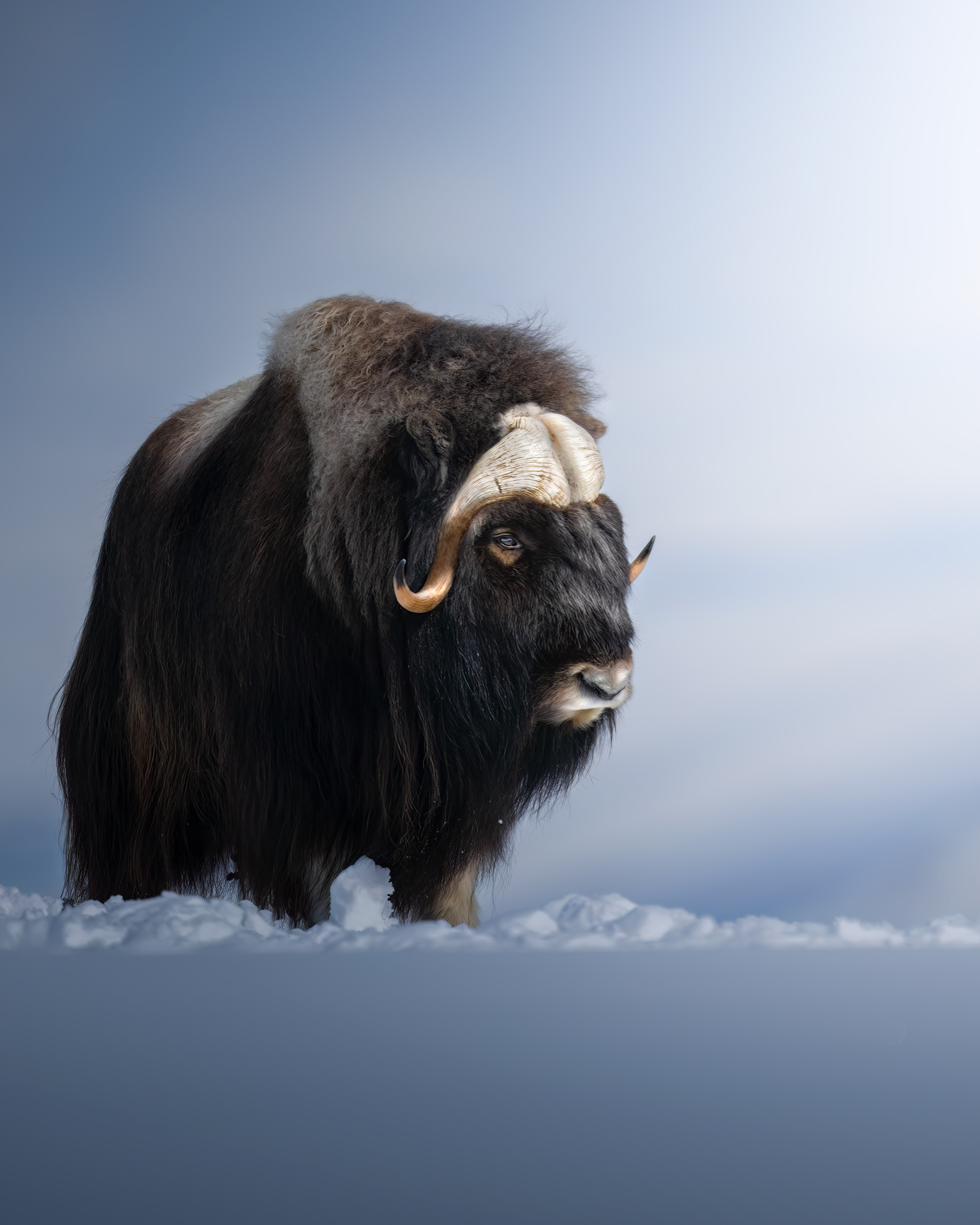 The Guardian of the Snow