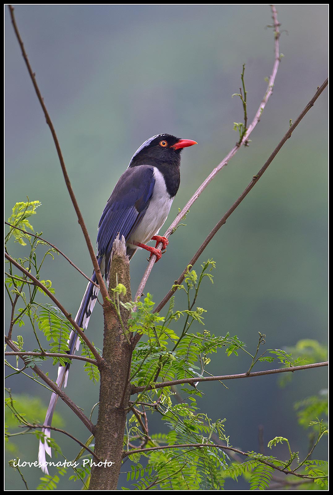 Blue Magpie