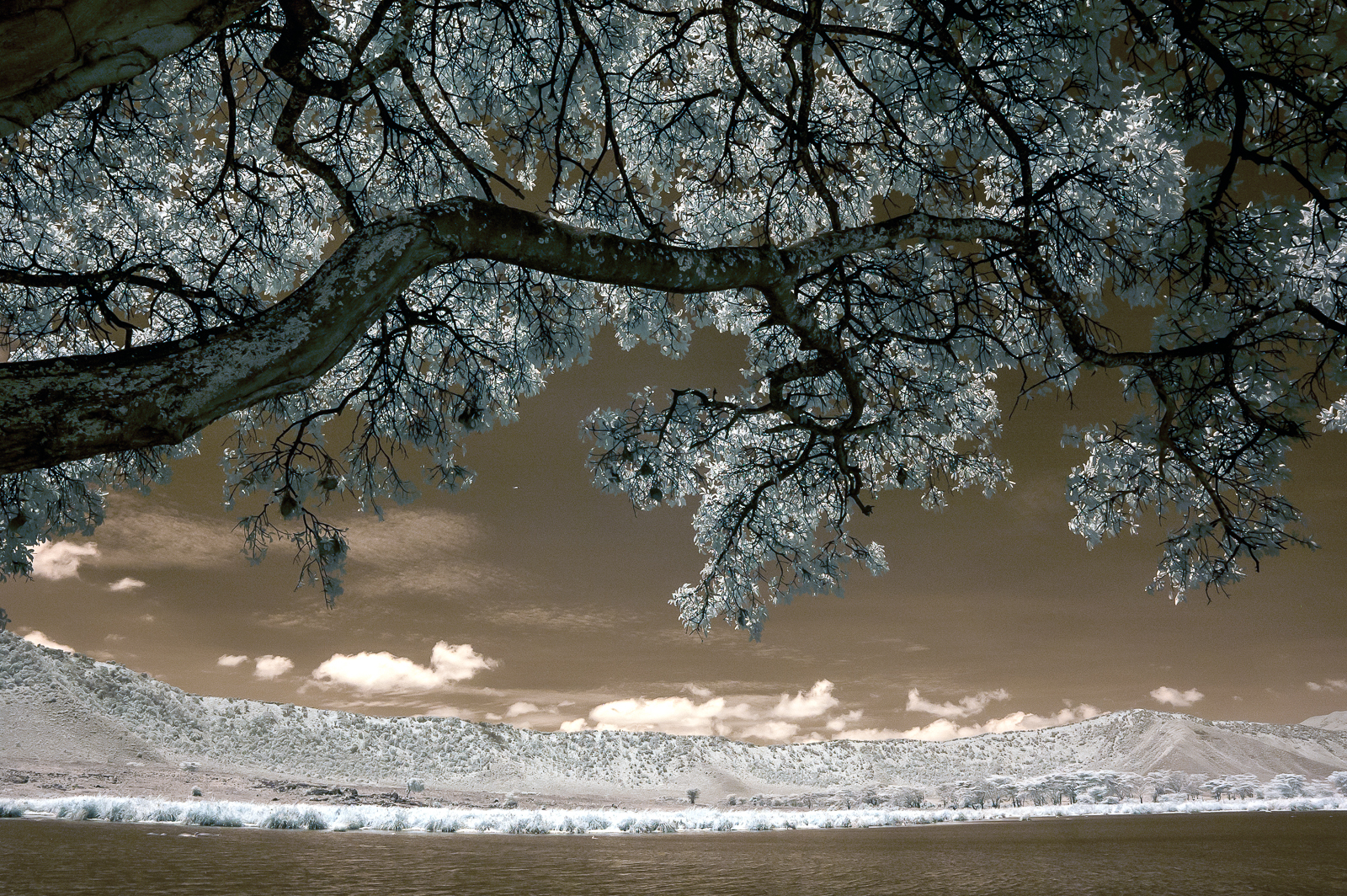 Spaccato nel Ngorongoro - Infrarossi