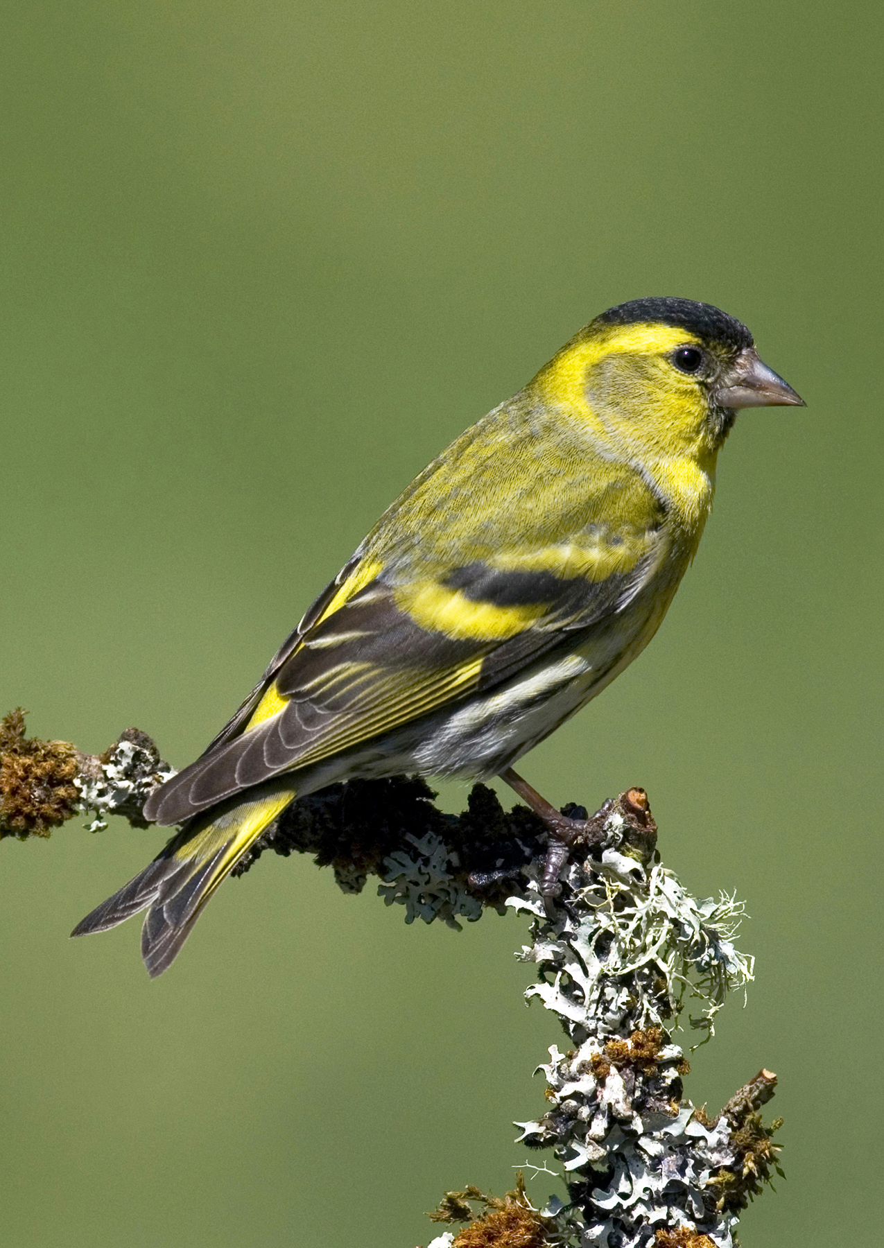 Siskin