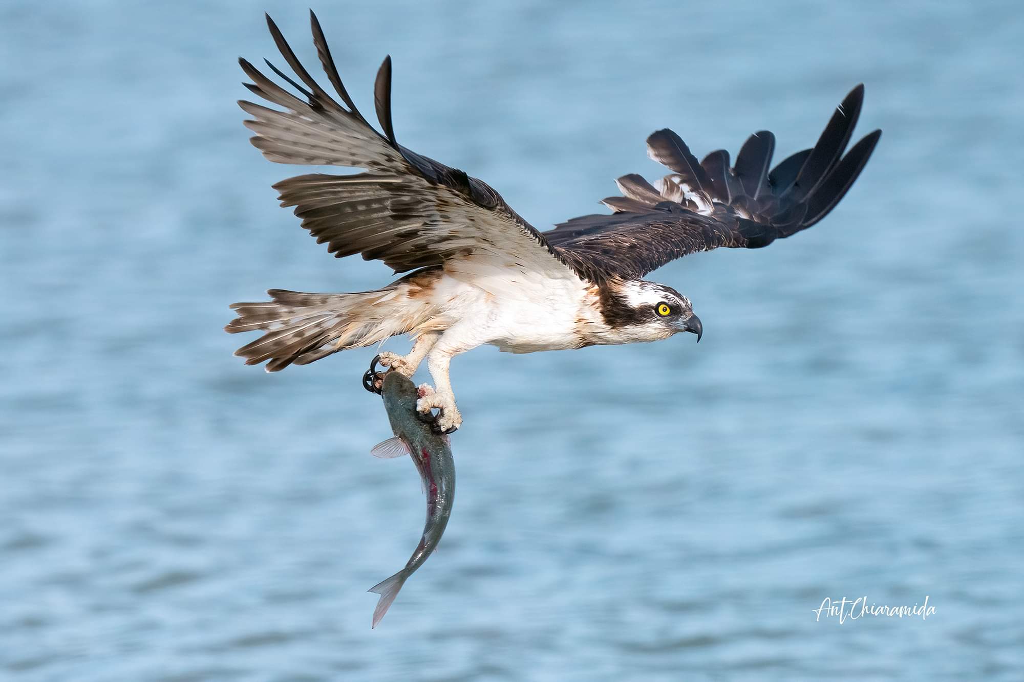 Falco Pescatore