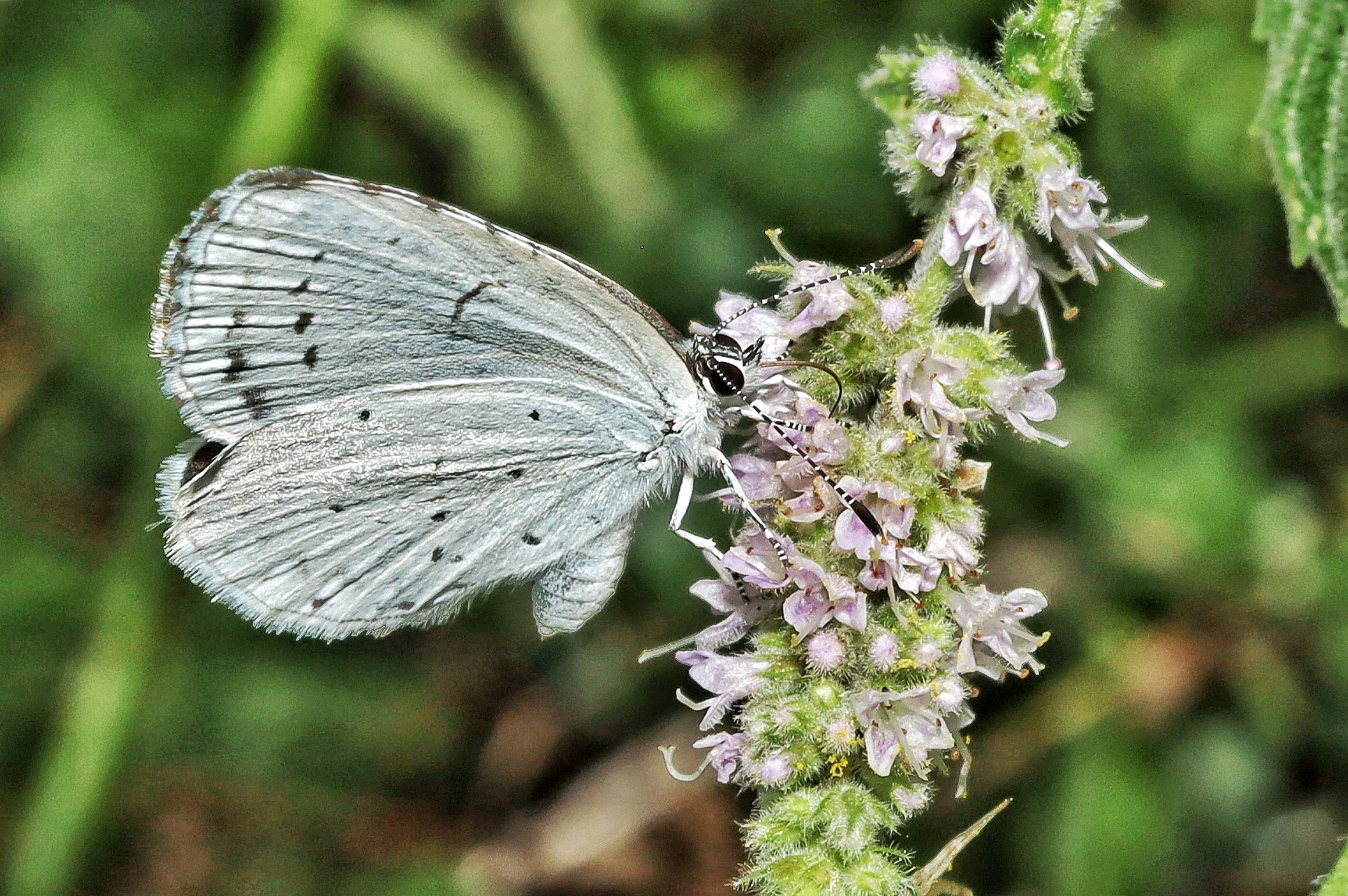Celastrina argiolus &female;
