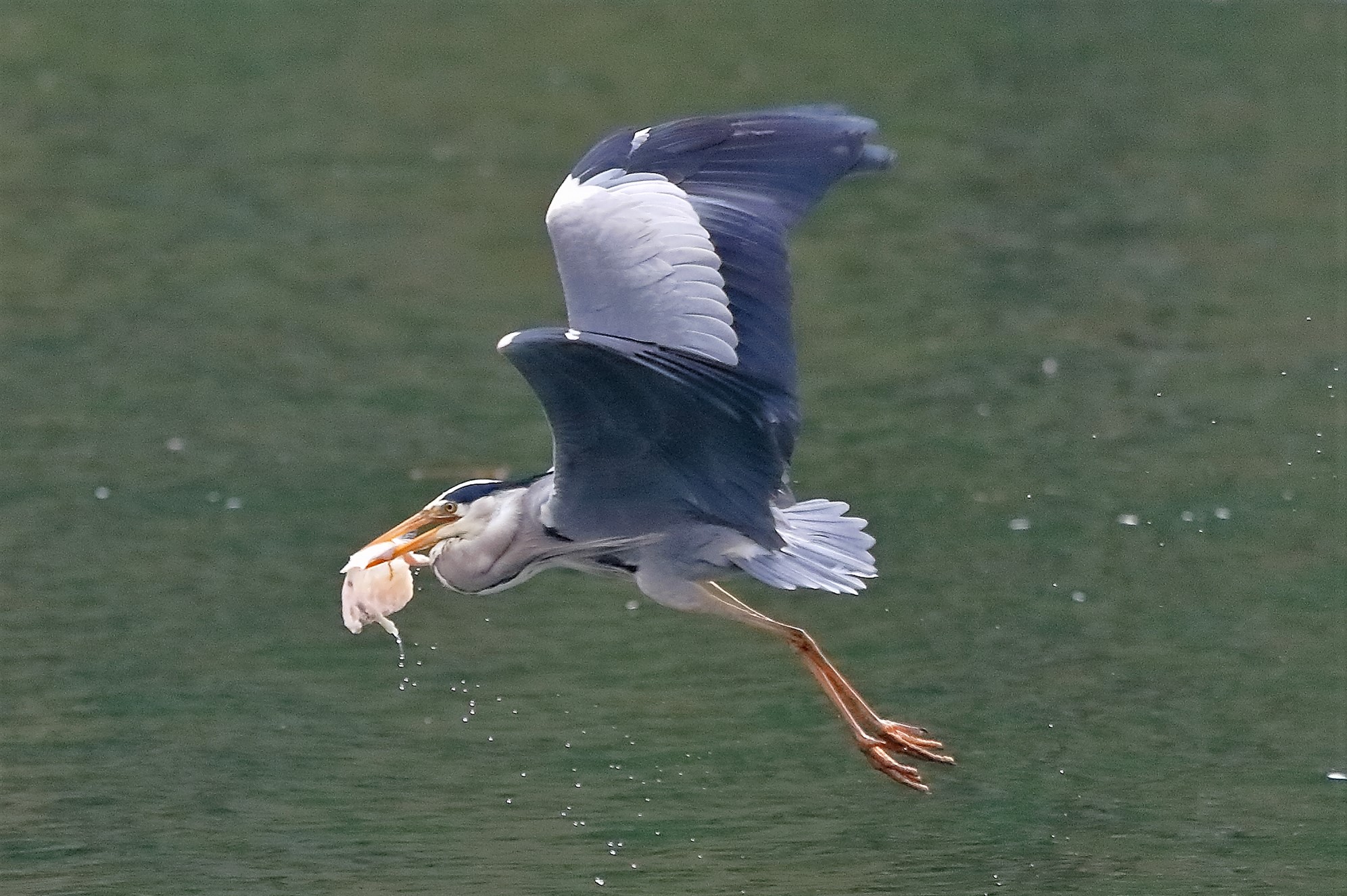 Cenerino 29 aprile 2023