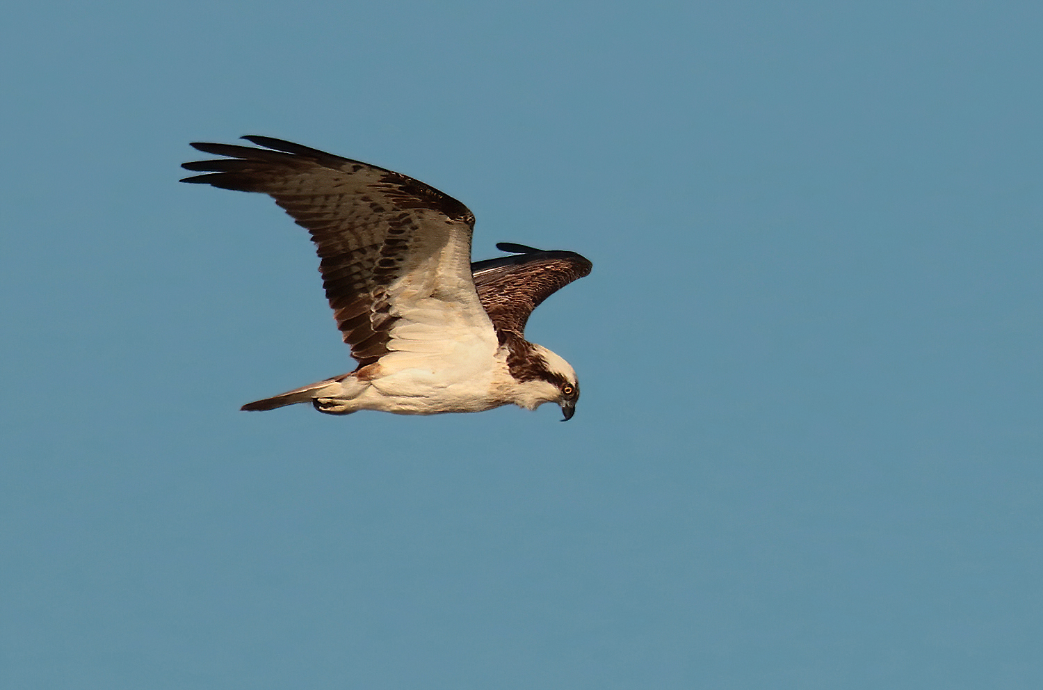 Osprey