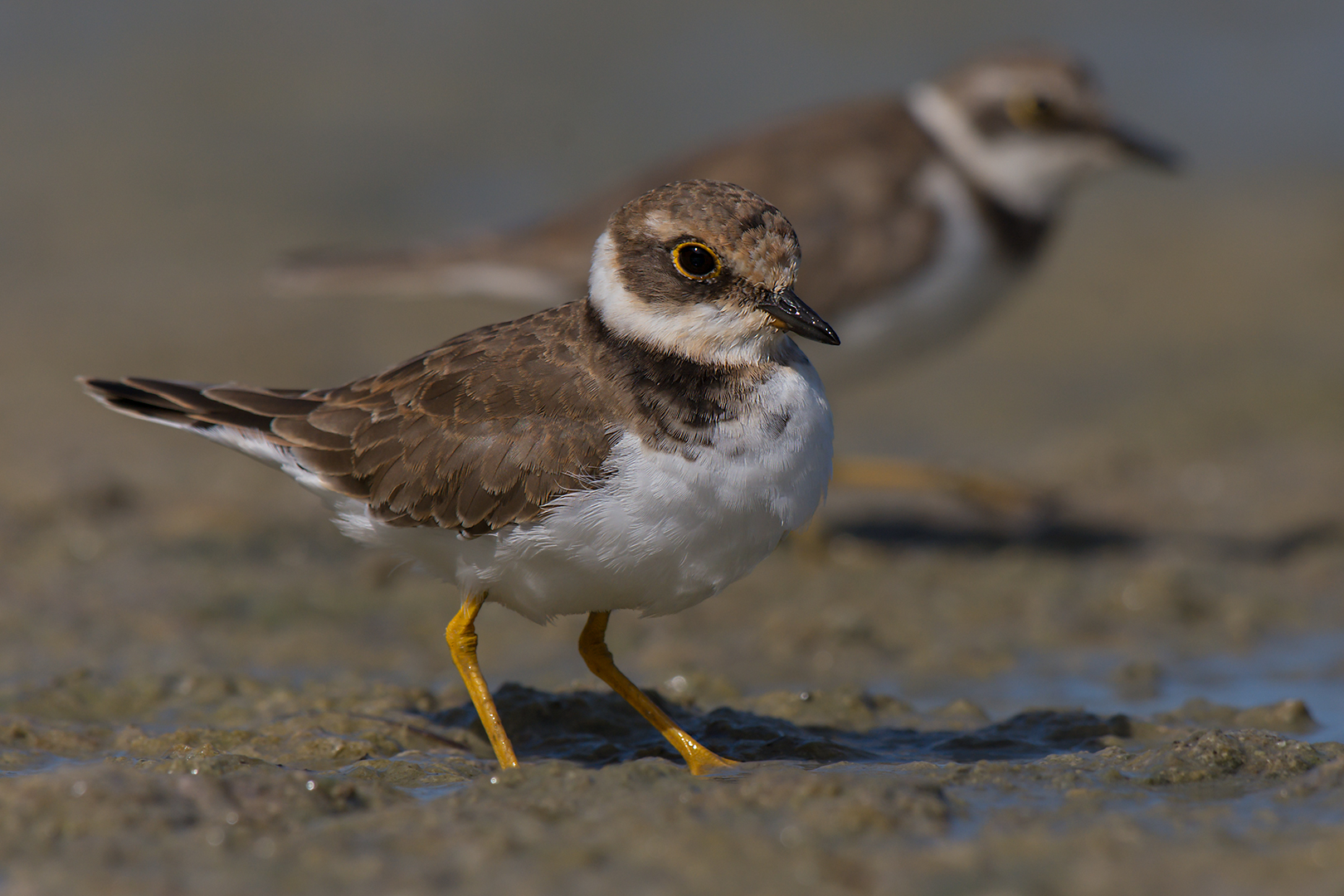 Little ringed plover