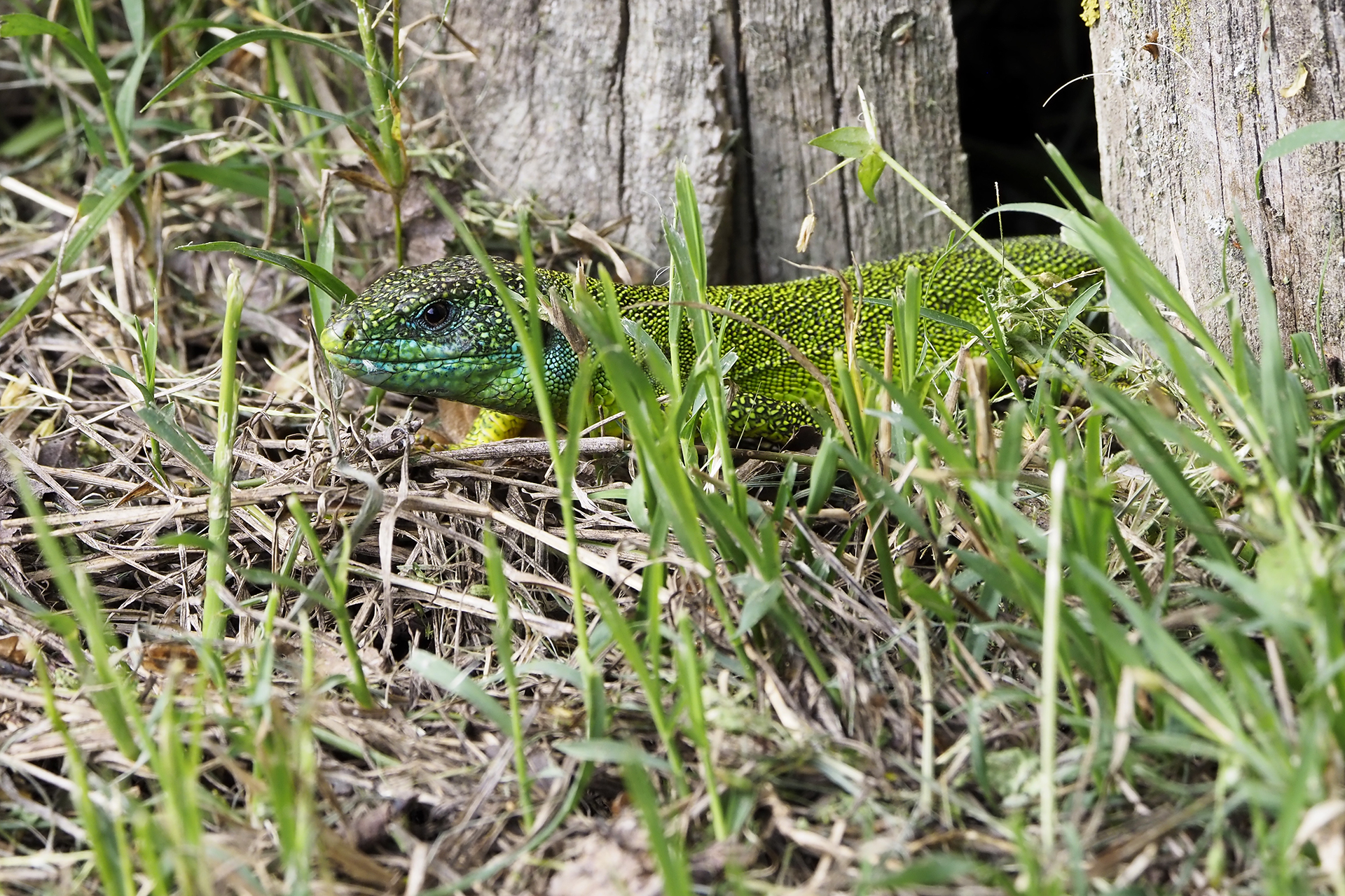 Green lizard