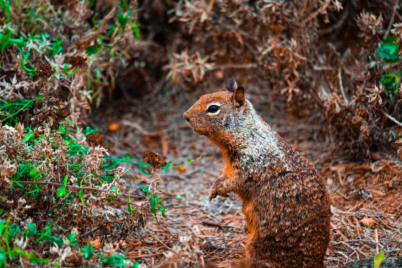Chuck in cerca di cibo