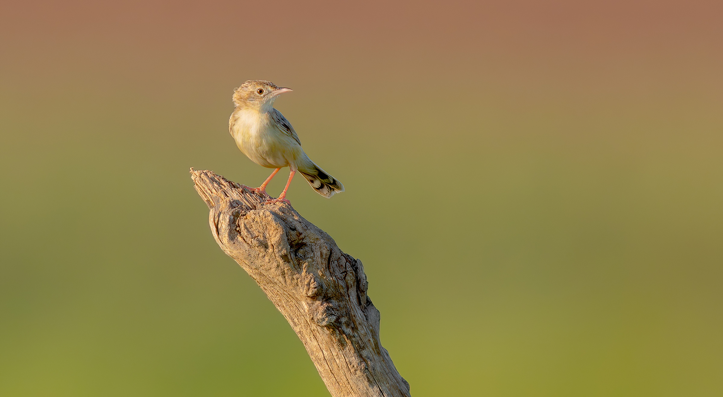 Cisticola juncidis