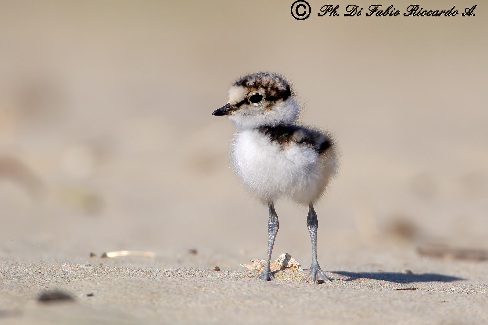 Pullo di corriere piccolo