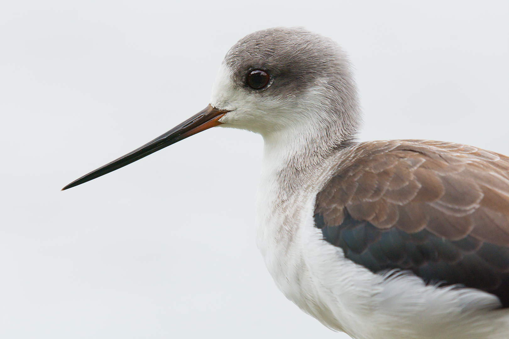 Cavaliere d'Italia (giovane)