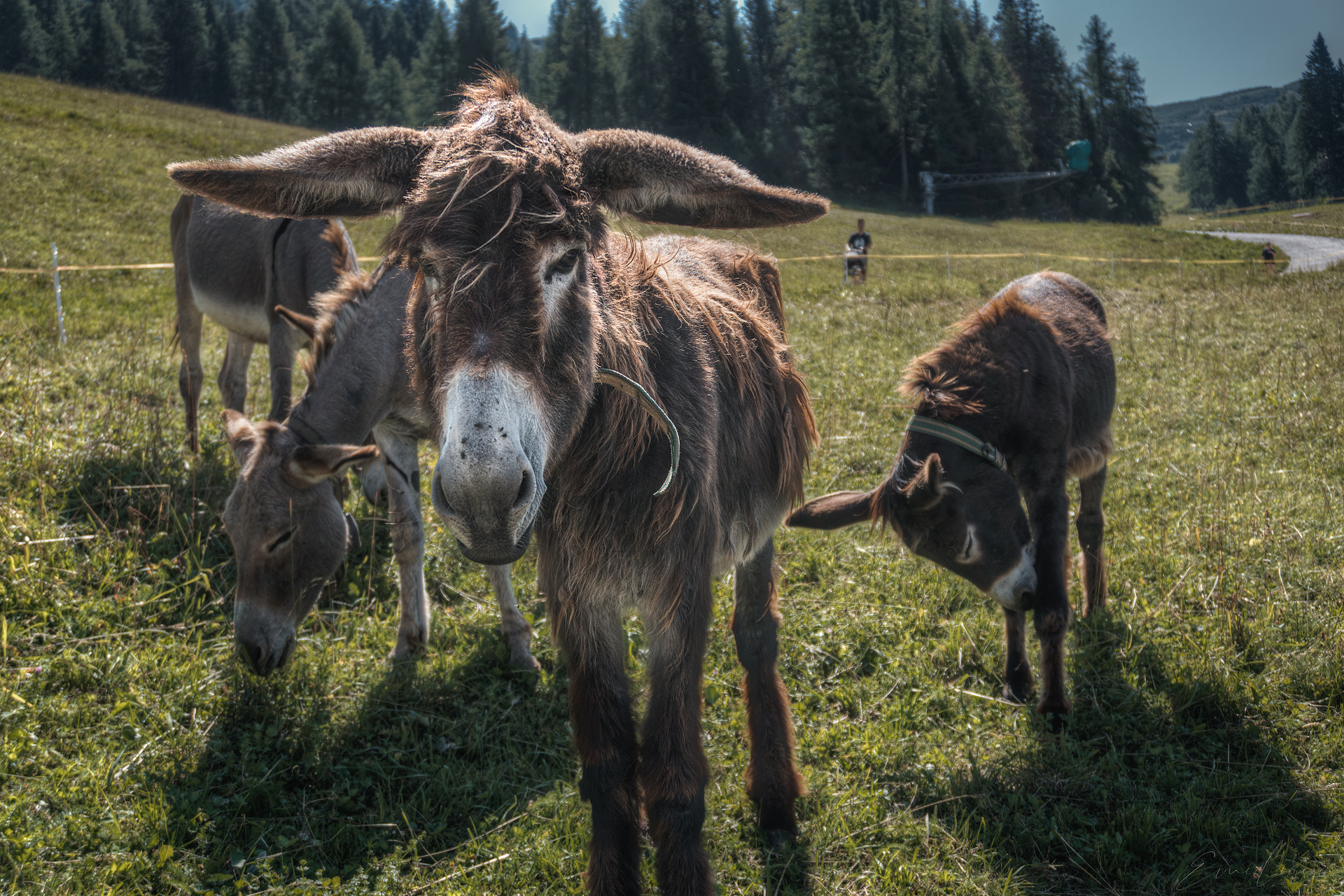 From Paganella to Andalo