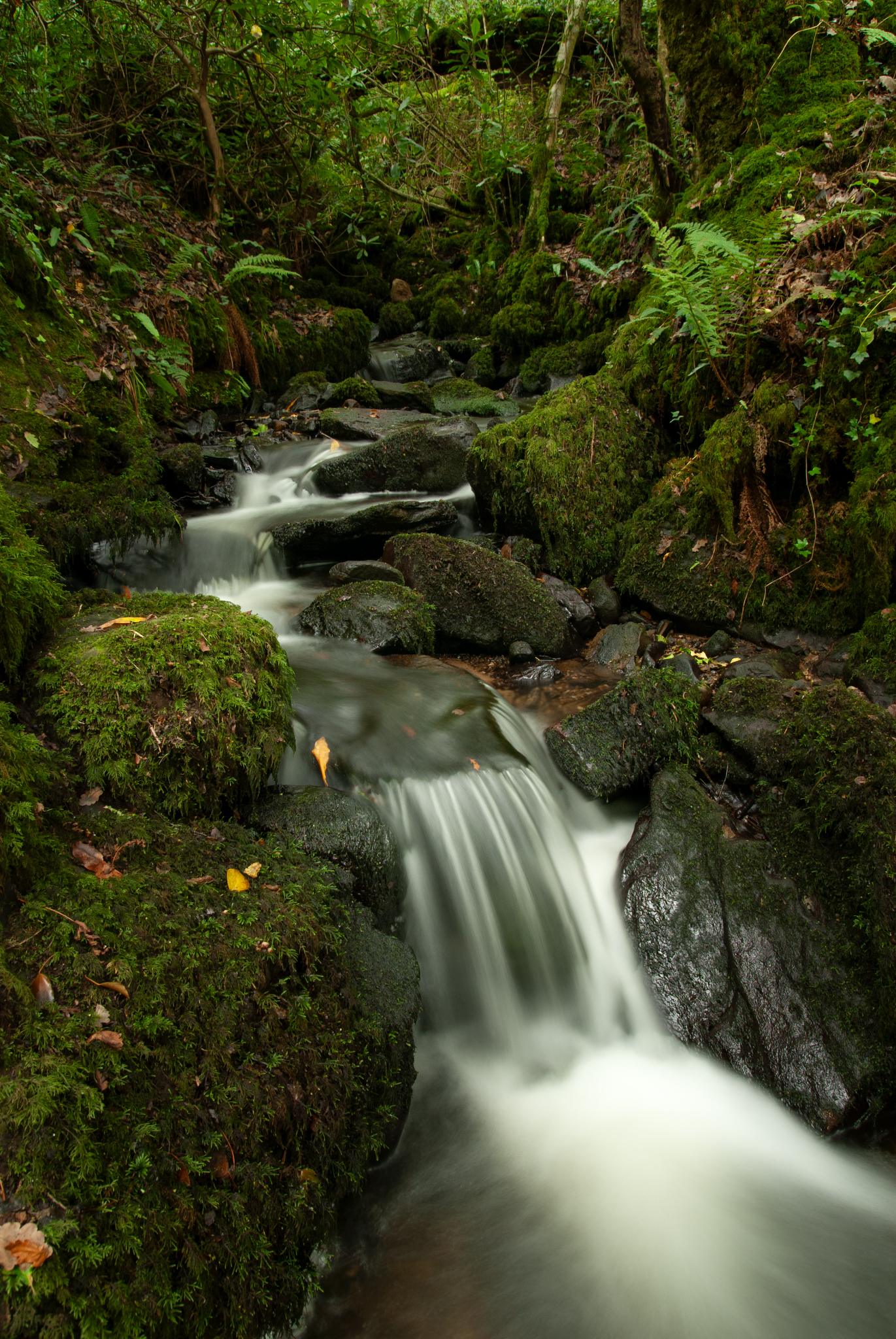 Forest Waterfall