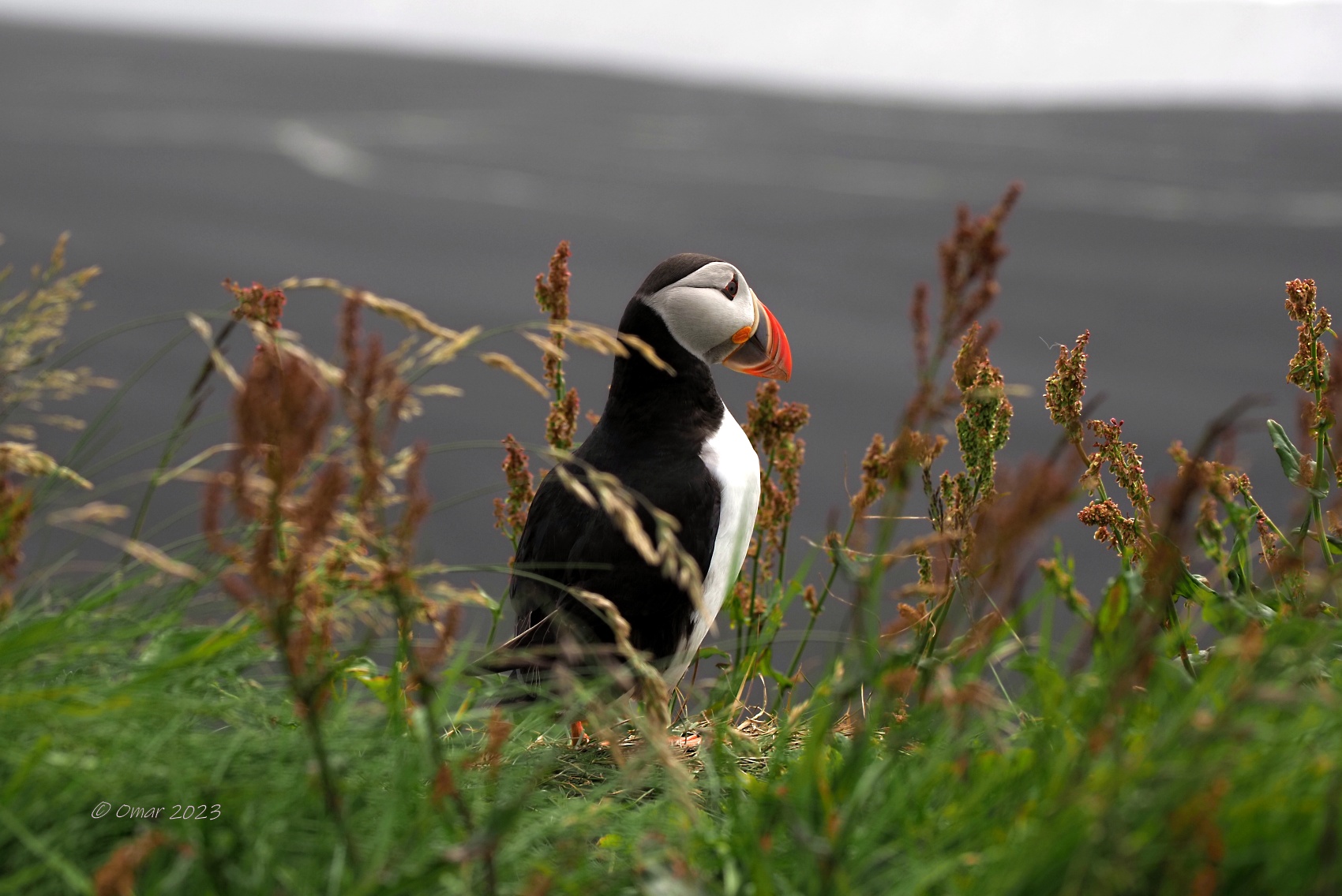 Puffin in Dyrhólaey