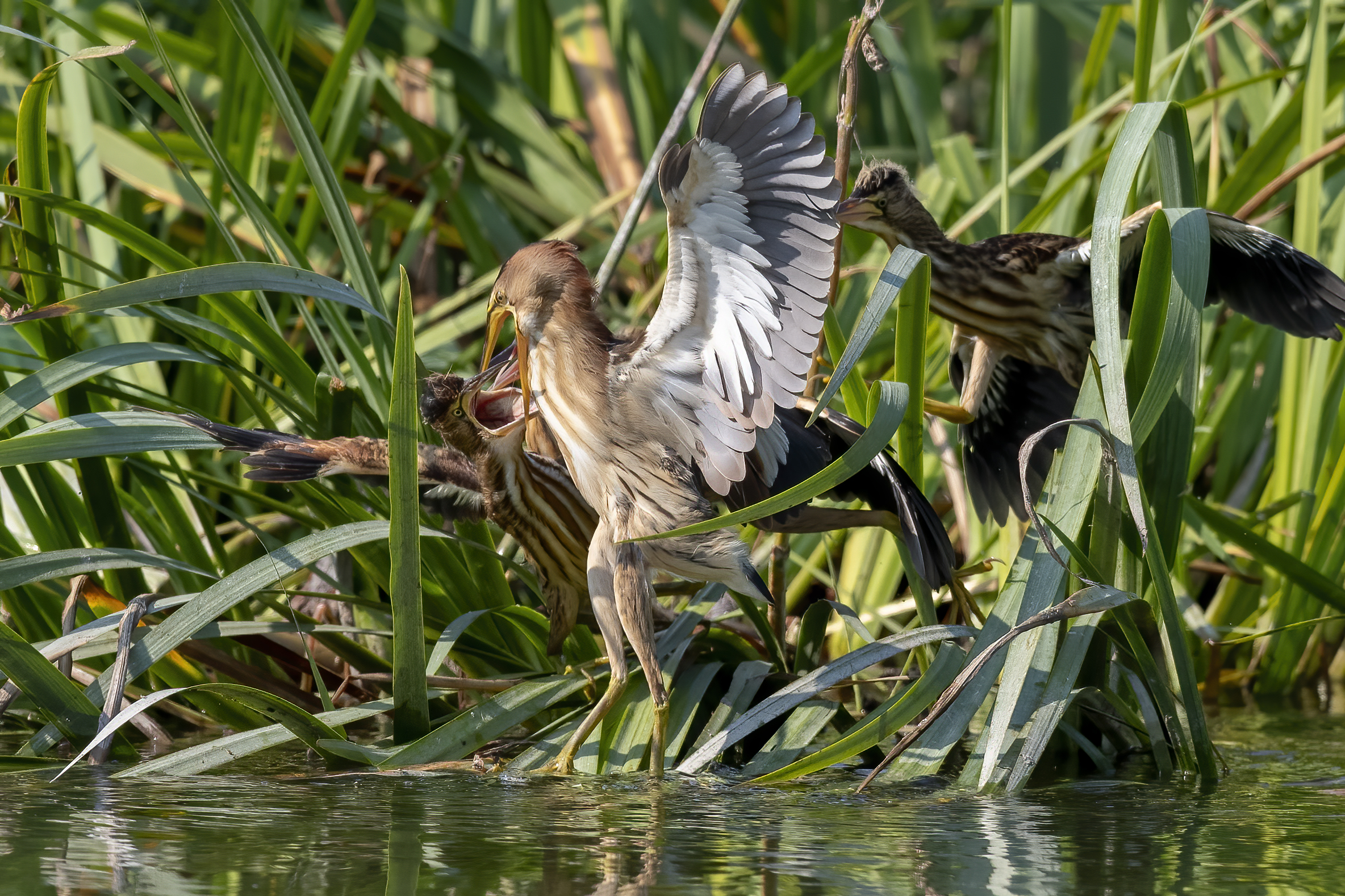 l'imbeccata dei Tarabusini