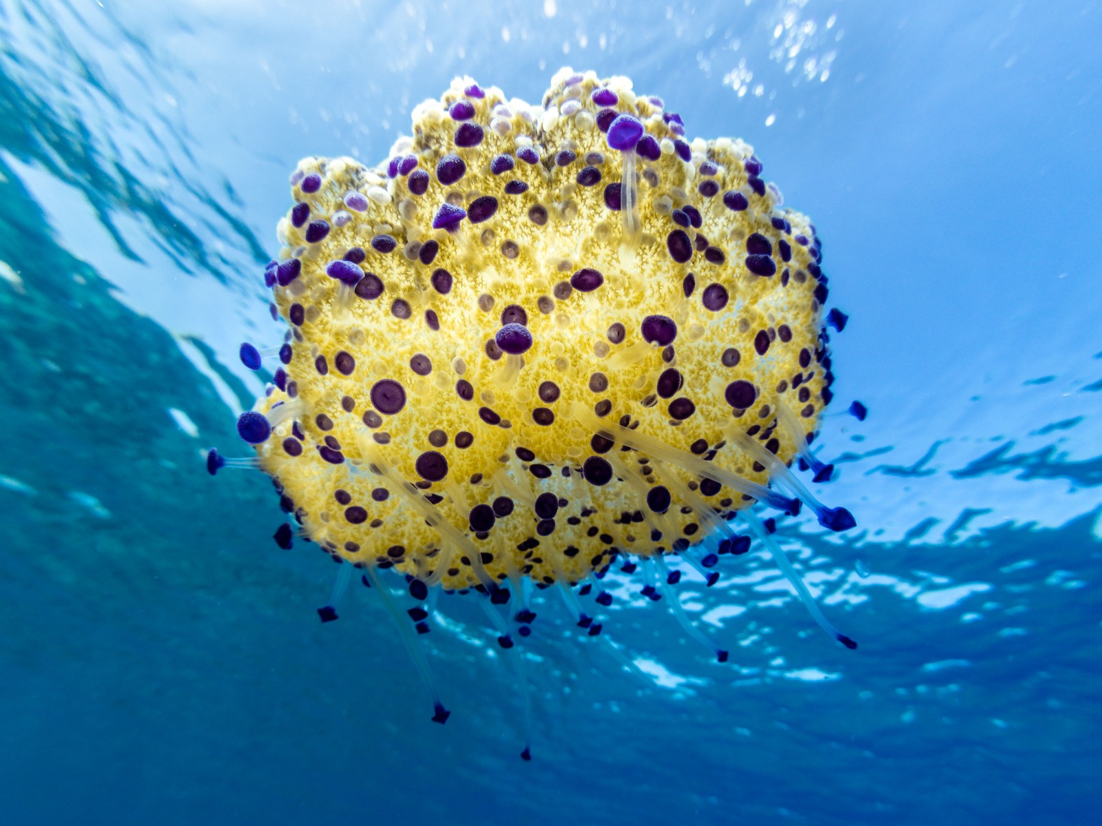 Cassiopea mediterranea