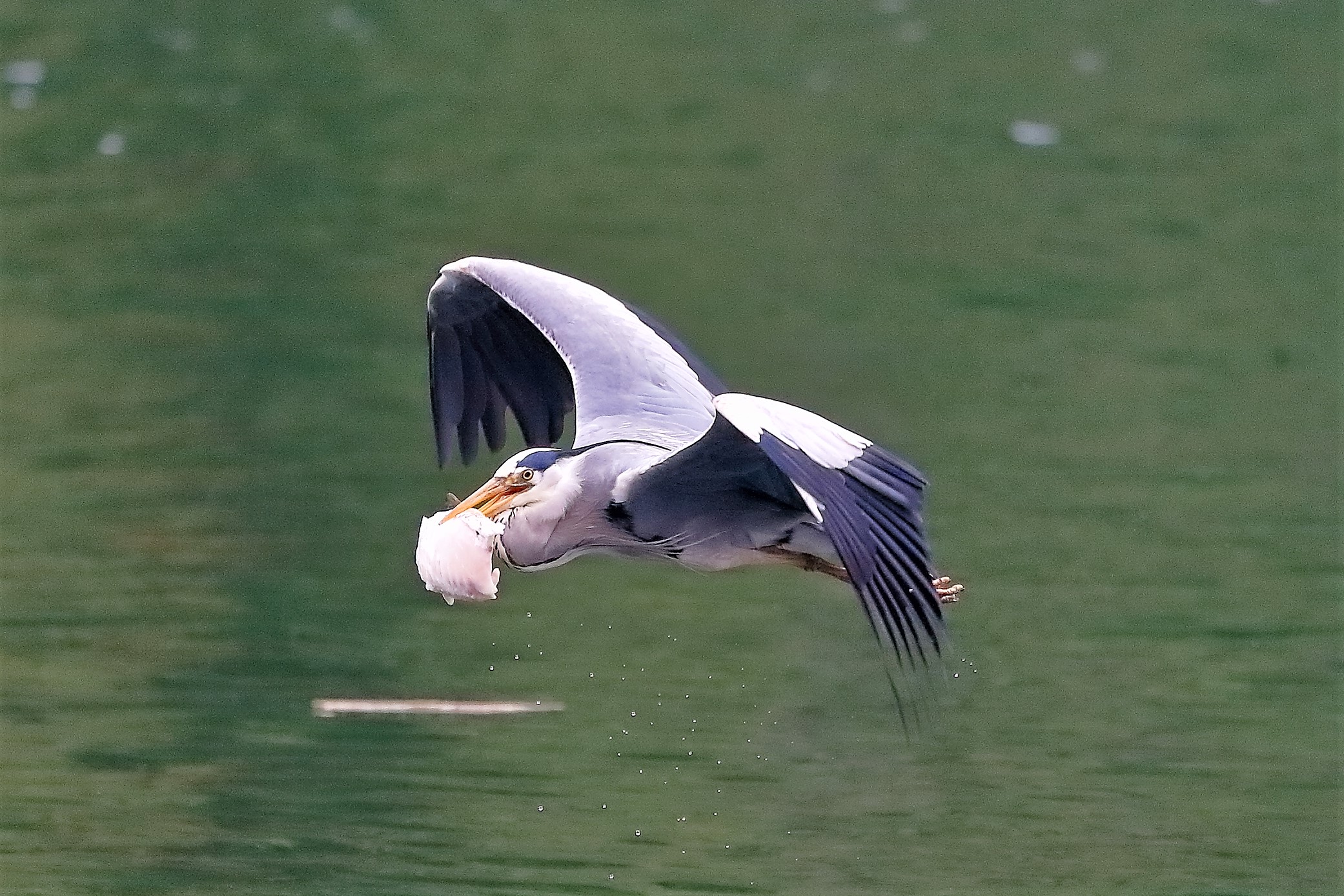 Cenerino 29 aprile 2023