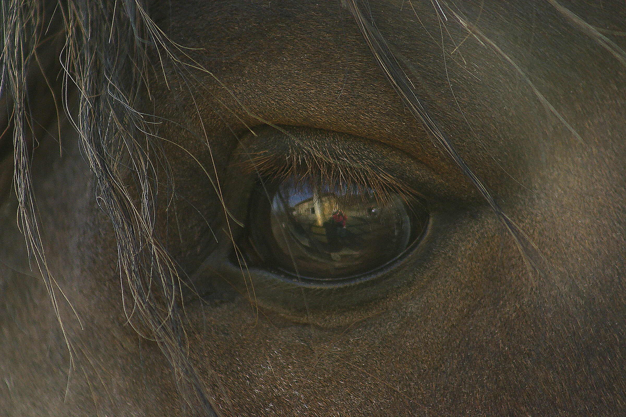 Occhio - Cavallo