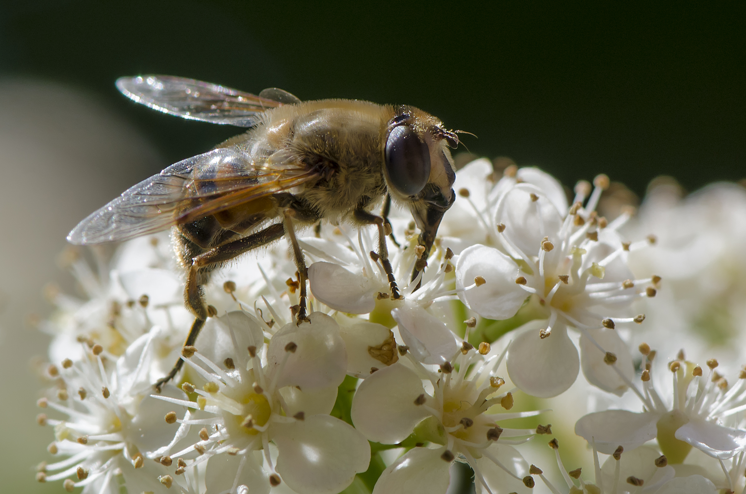 Bee on flower