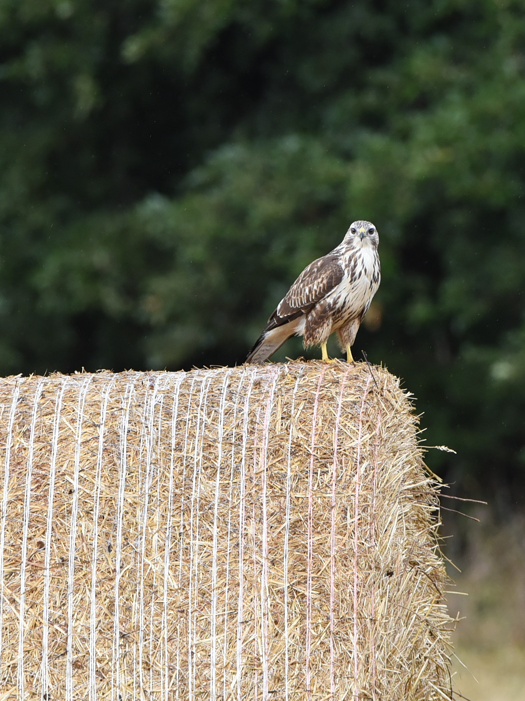 Buzzard posing on the round bale