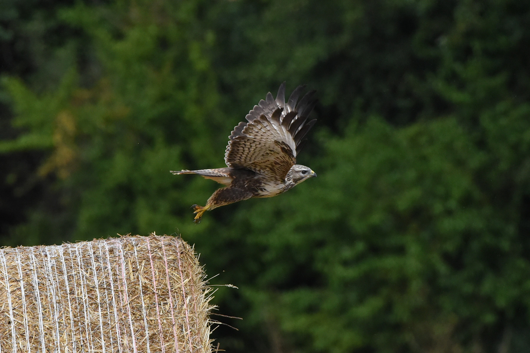 Buzzard