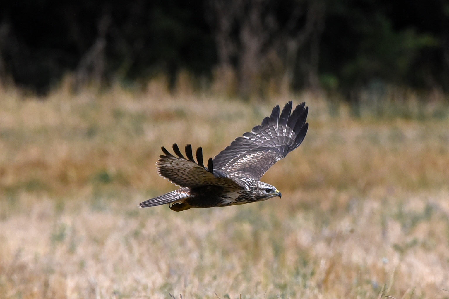 BUZZARD
