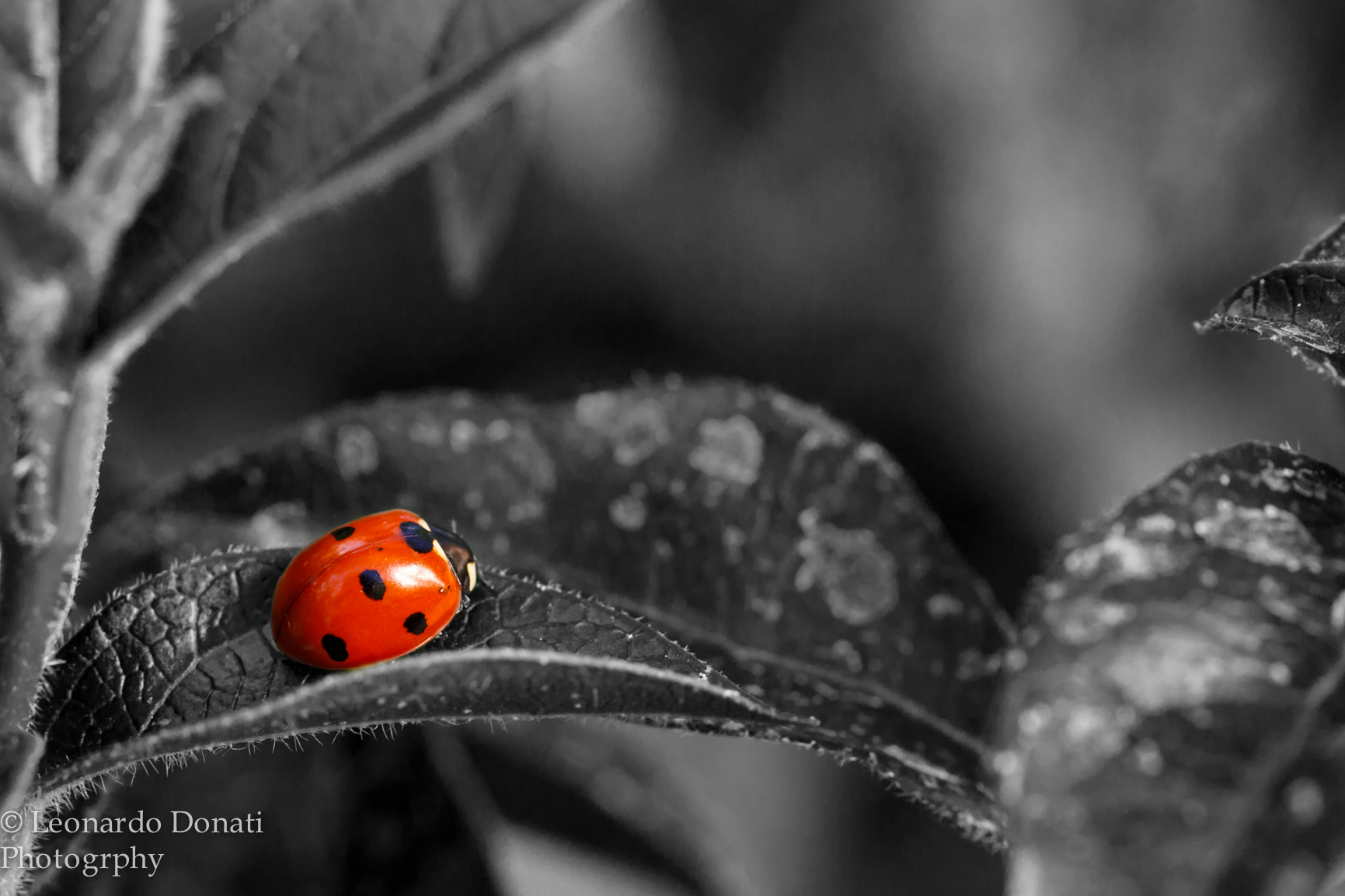 Coccinella
