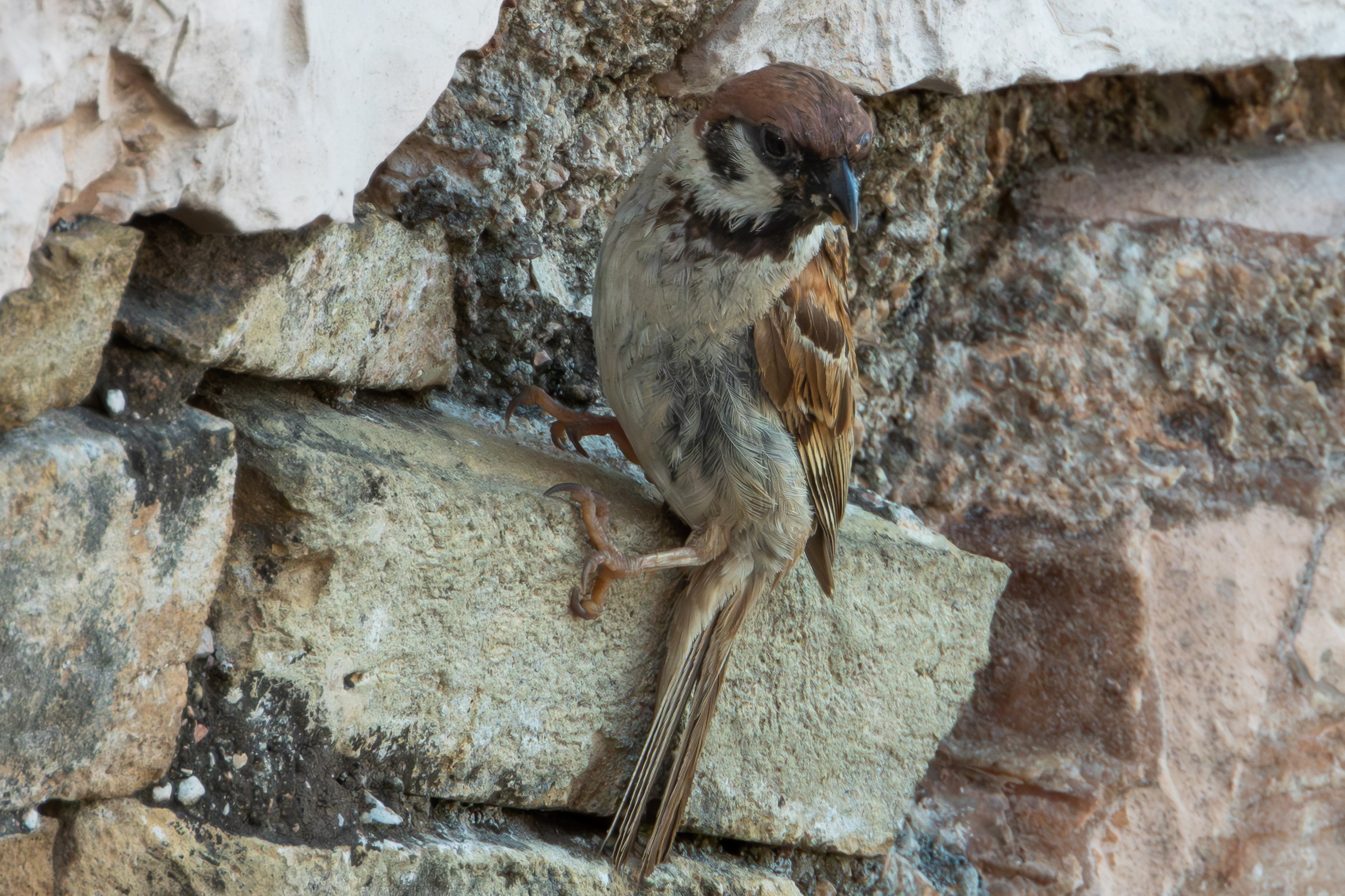 Morning Sparrow