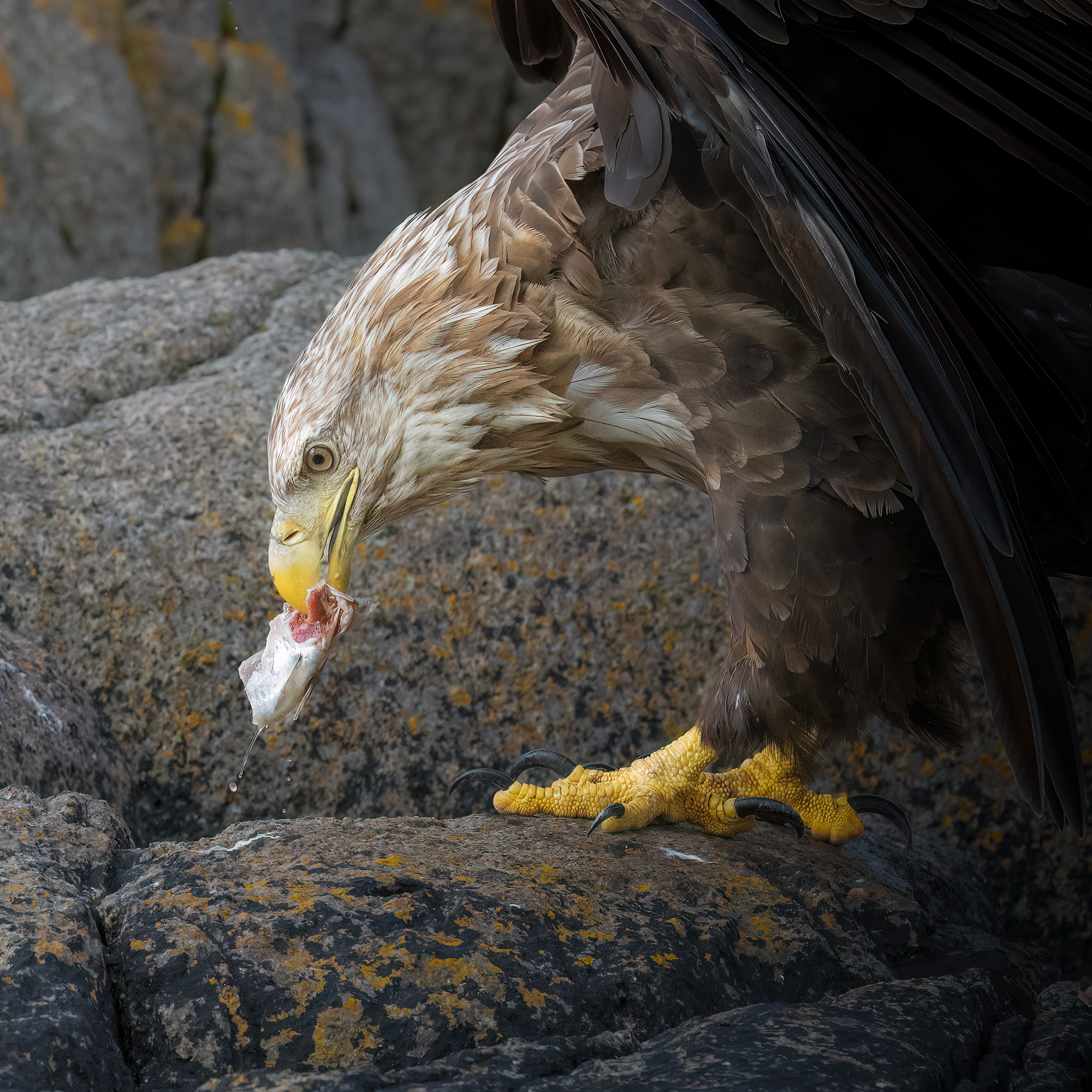 Aquila
