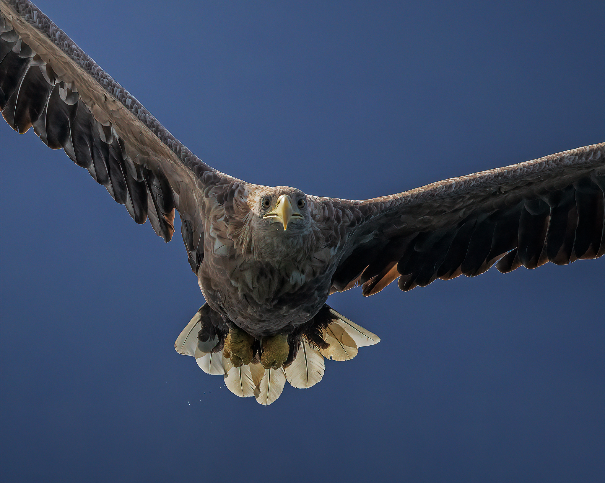 Fly