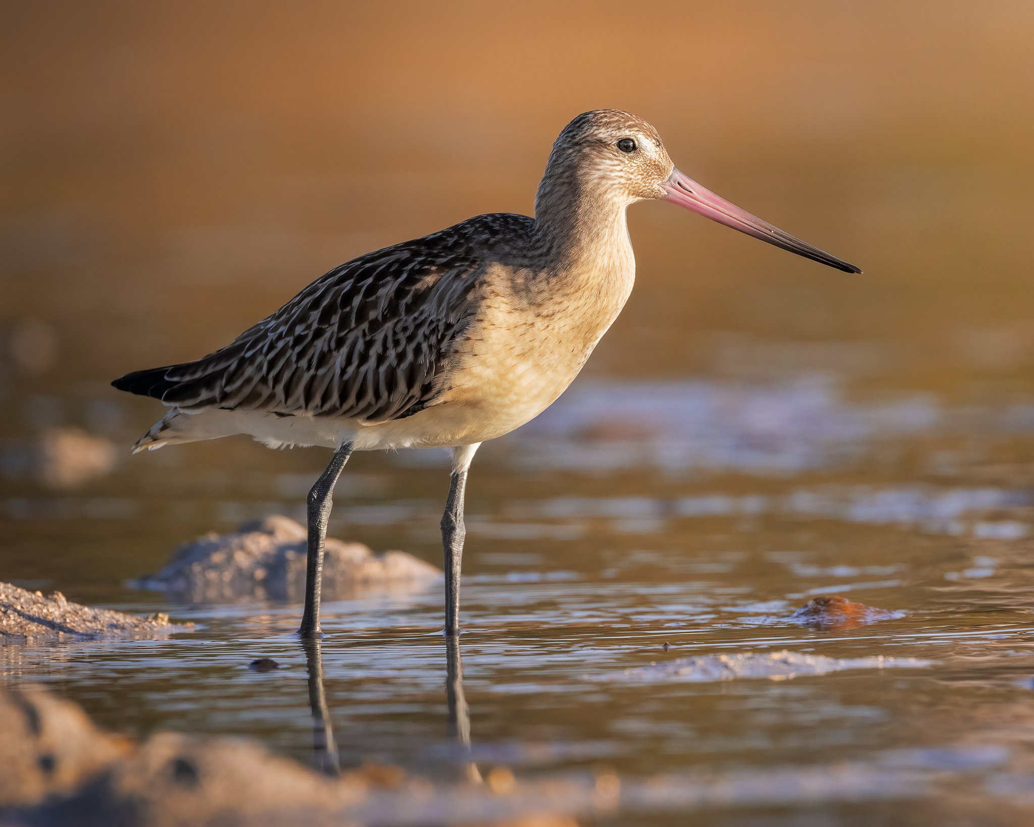 Bar-tailed godwit