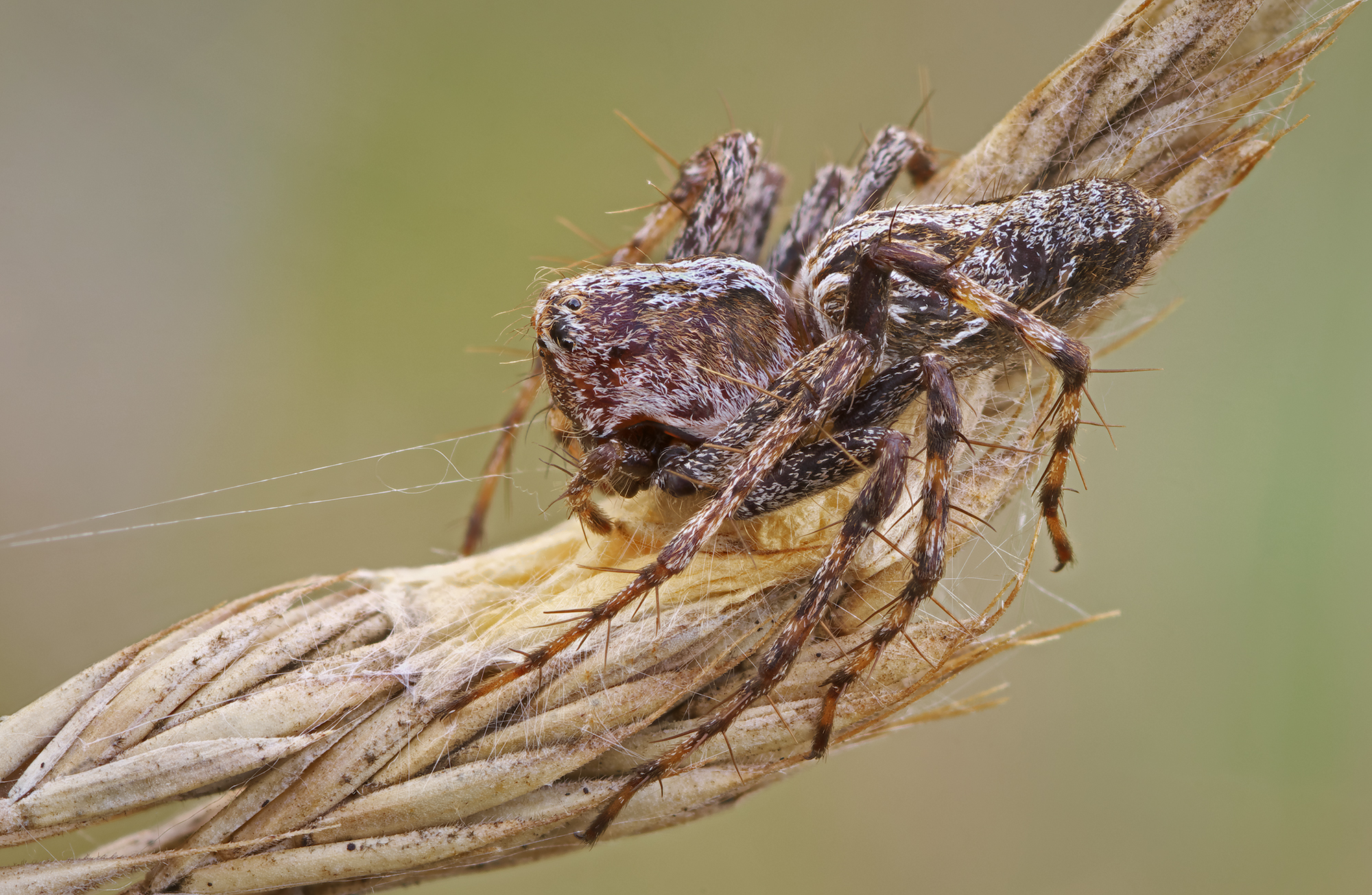 Oxyopes ramosus