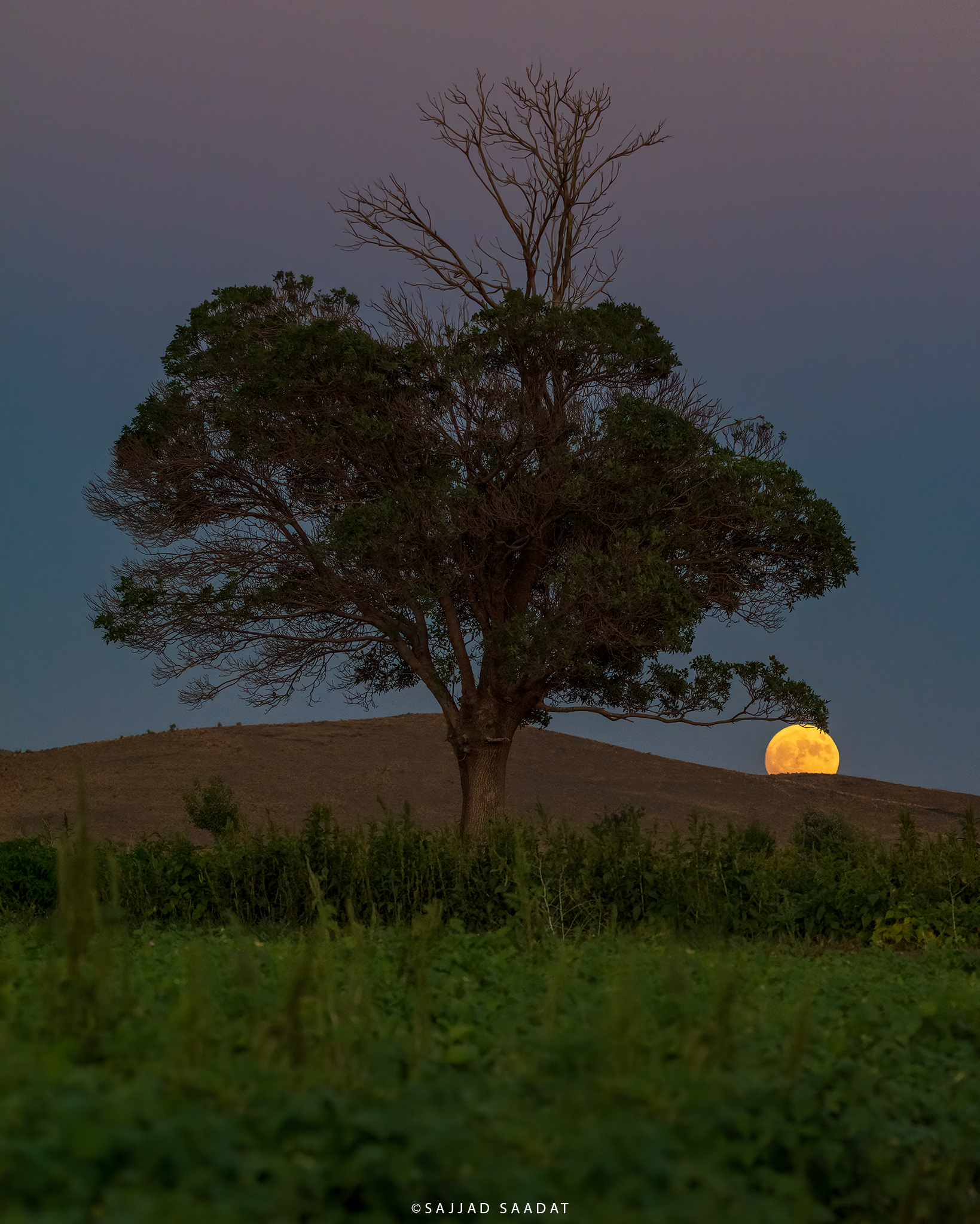 Tree & Moon