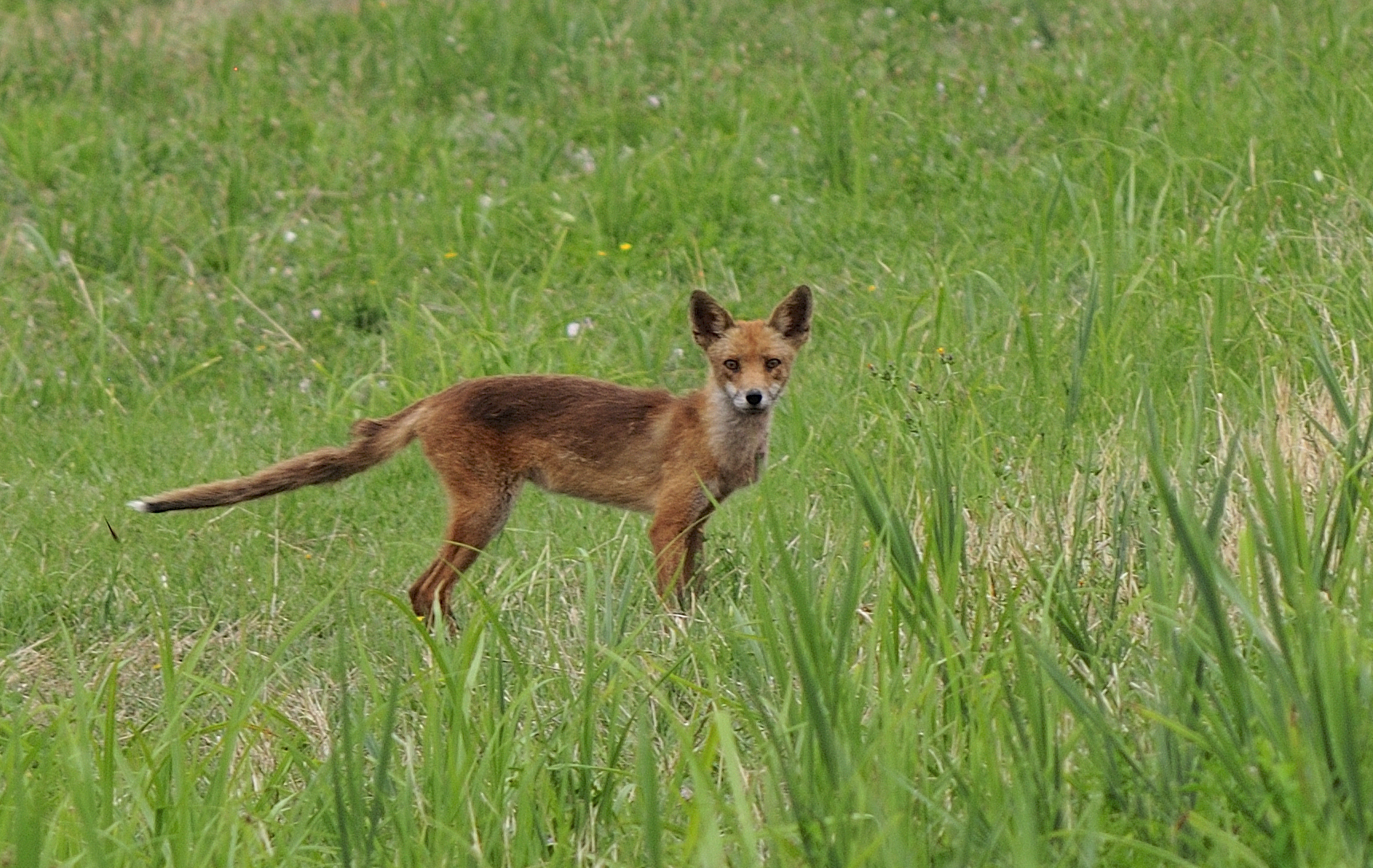 Sciacallo dorato?