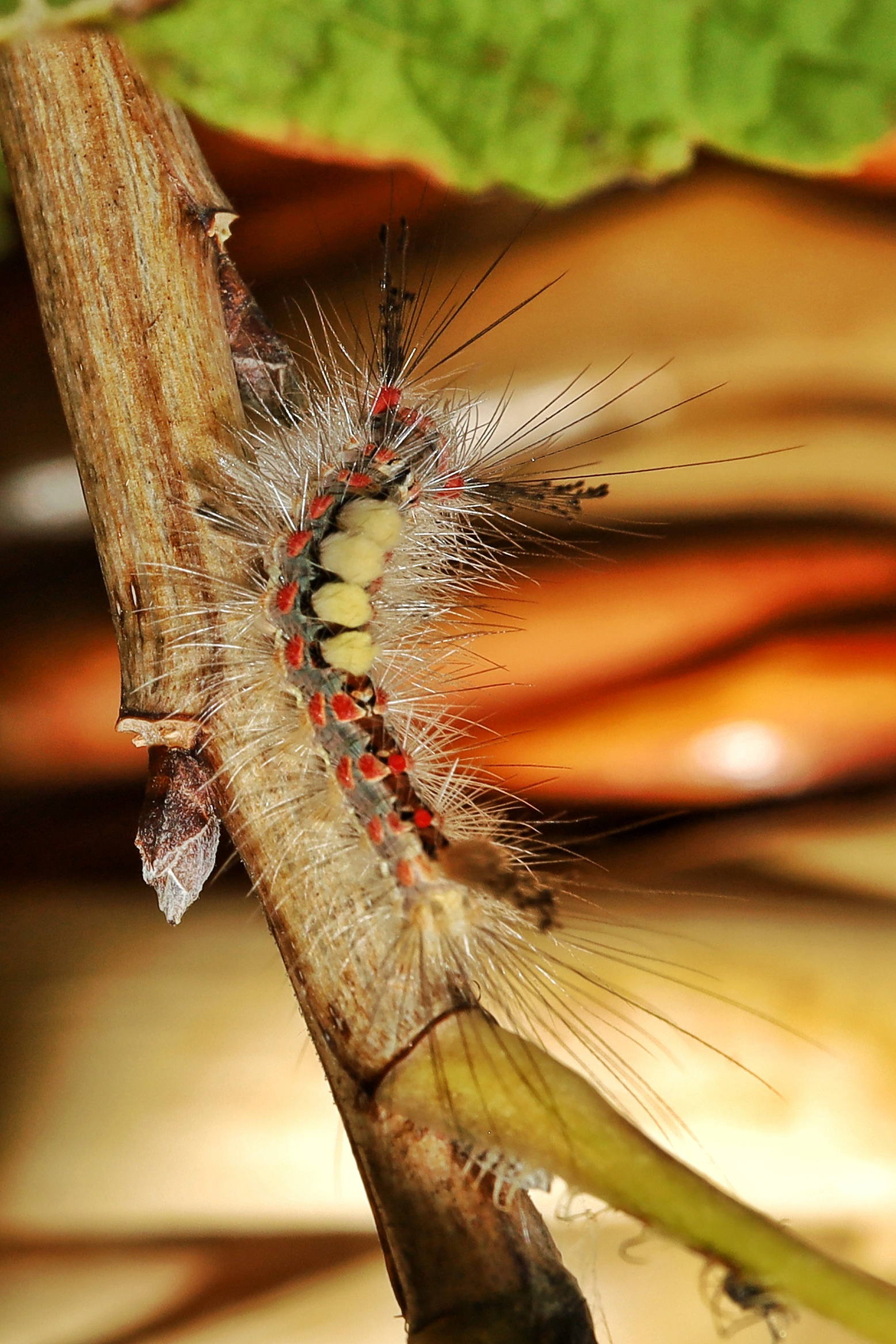 Orgyia antiqua _ larva