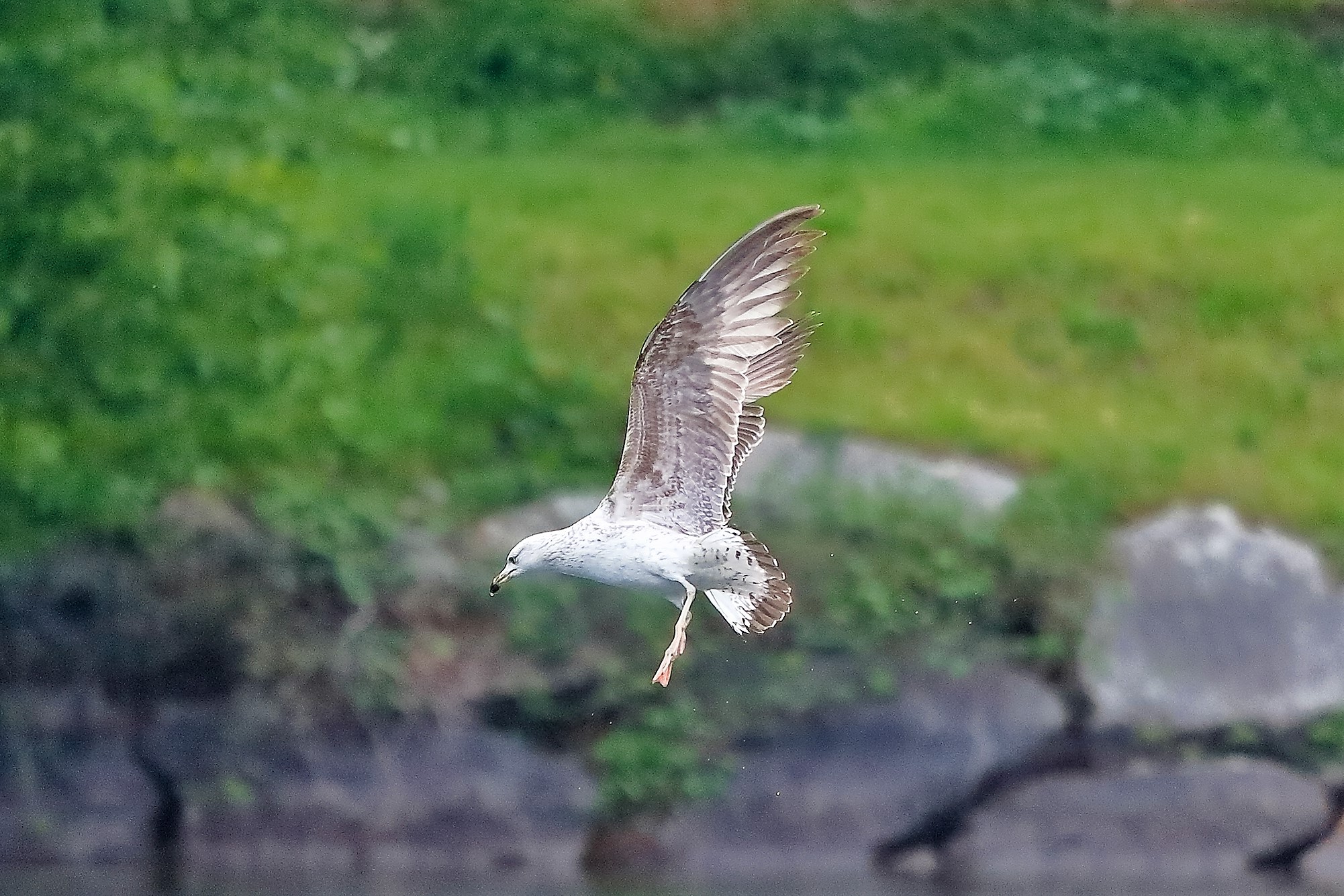 Gabbiano R 29 aprile 2023