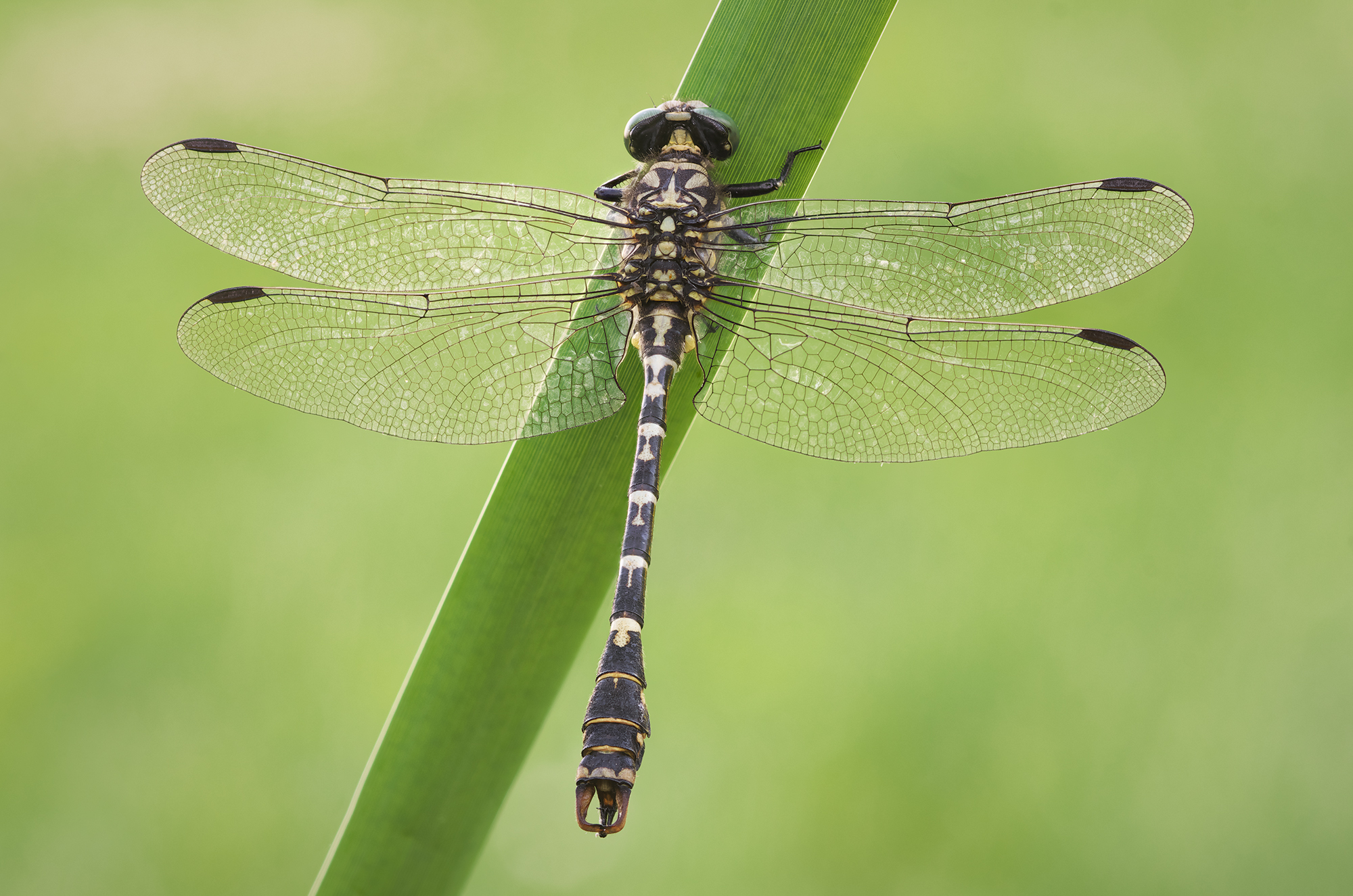 Onychogomphus forcipatus