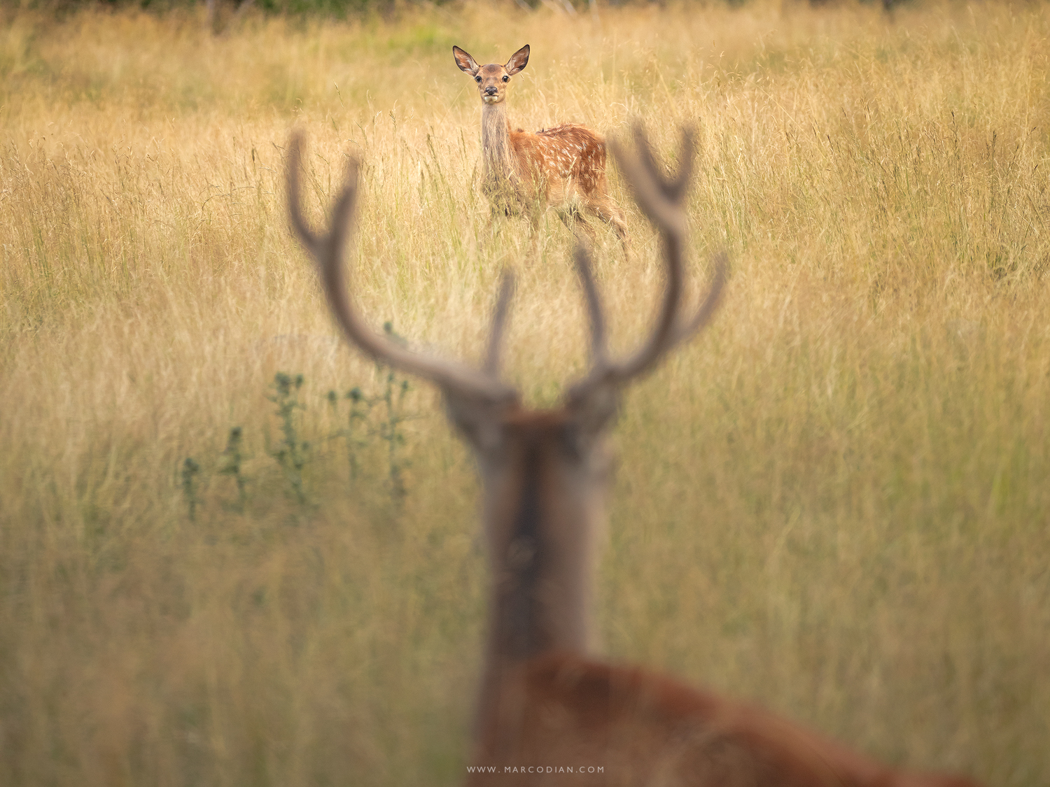 Encounters