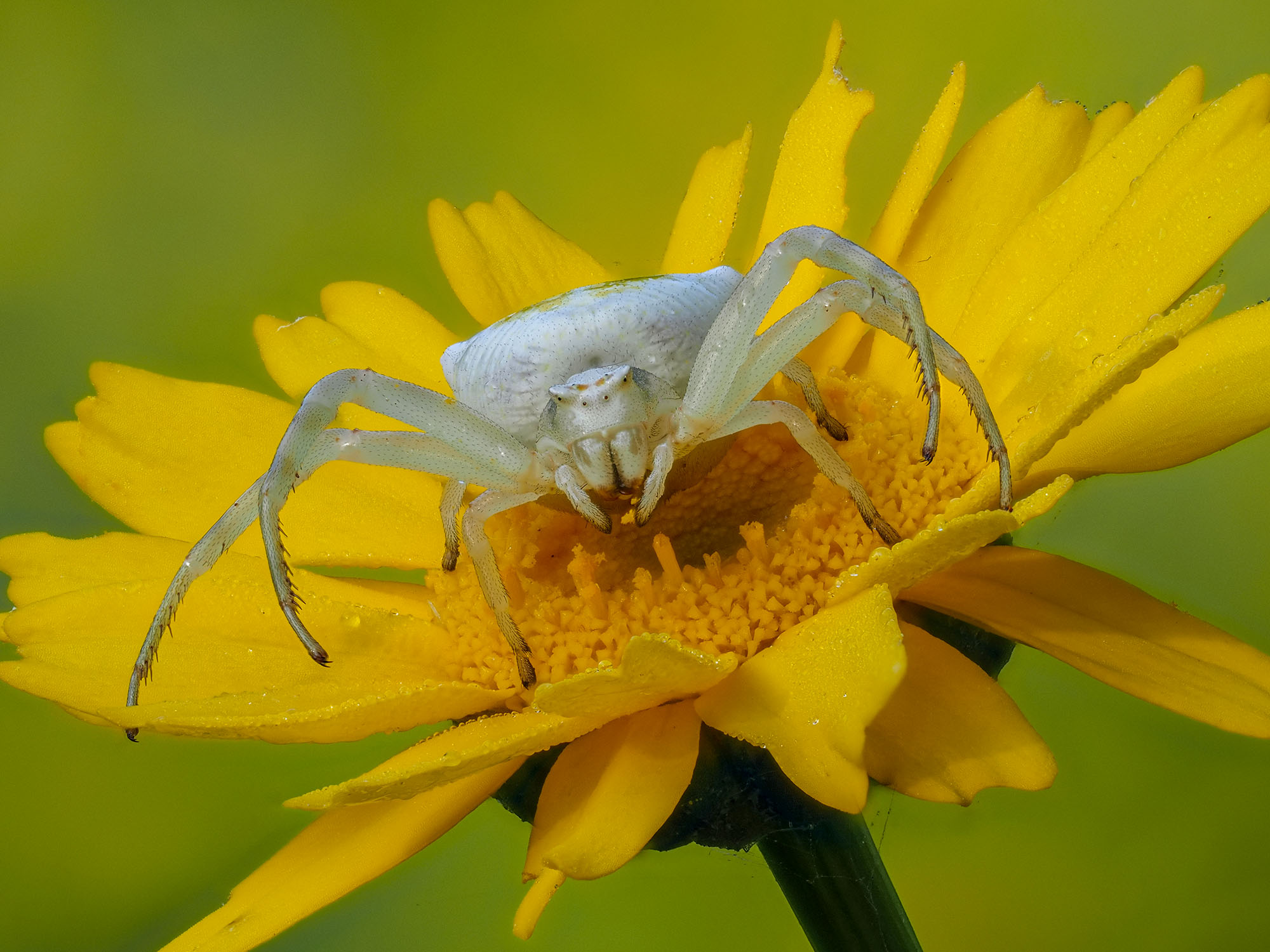 Thomisus onustus