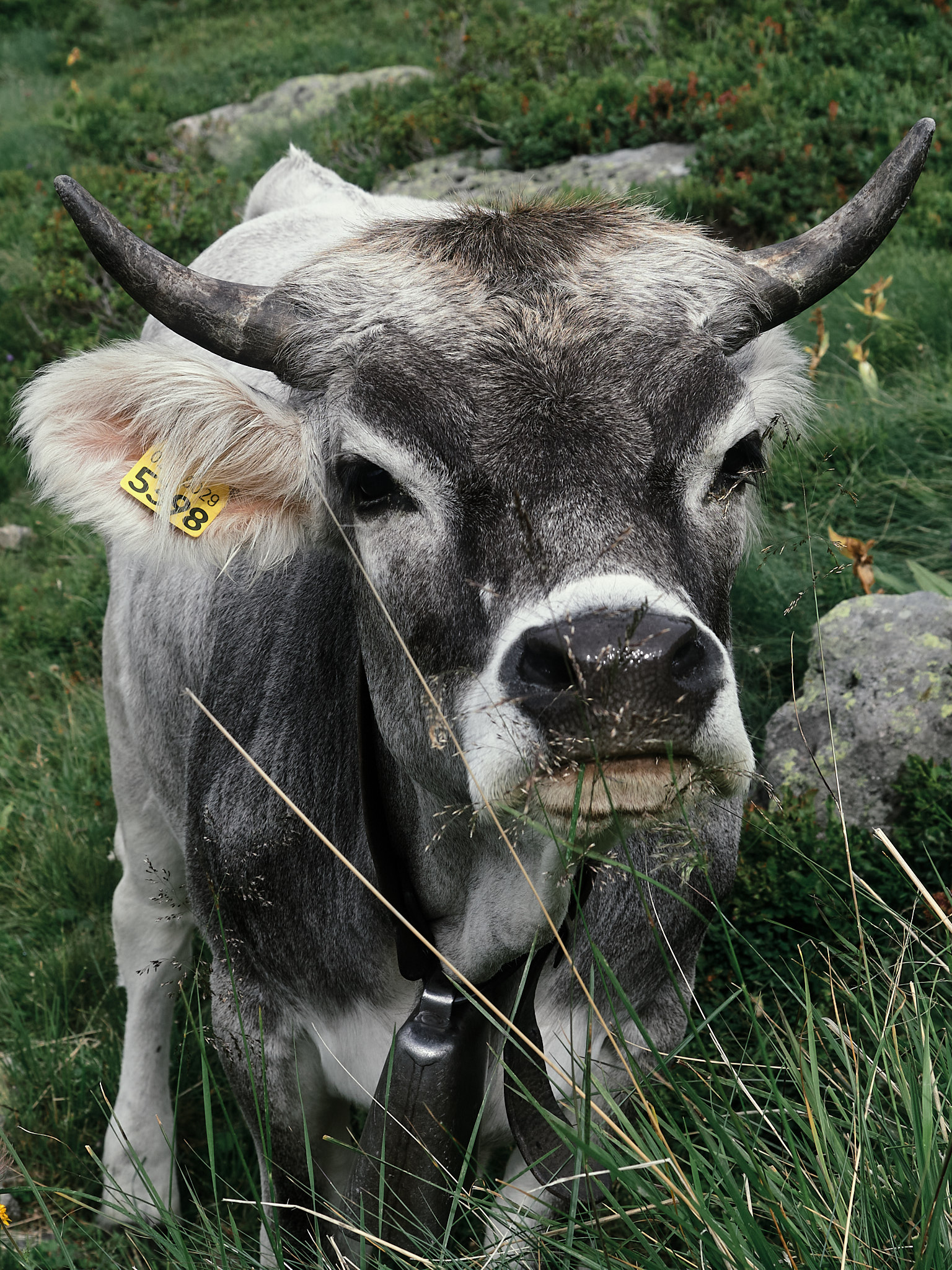 The Stellune Cow