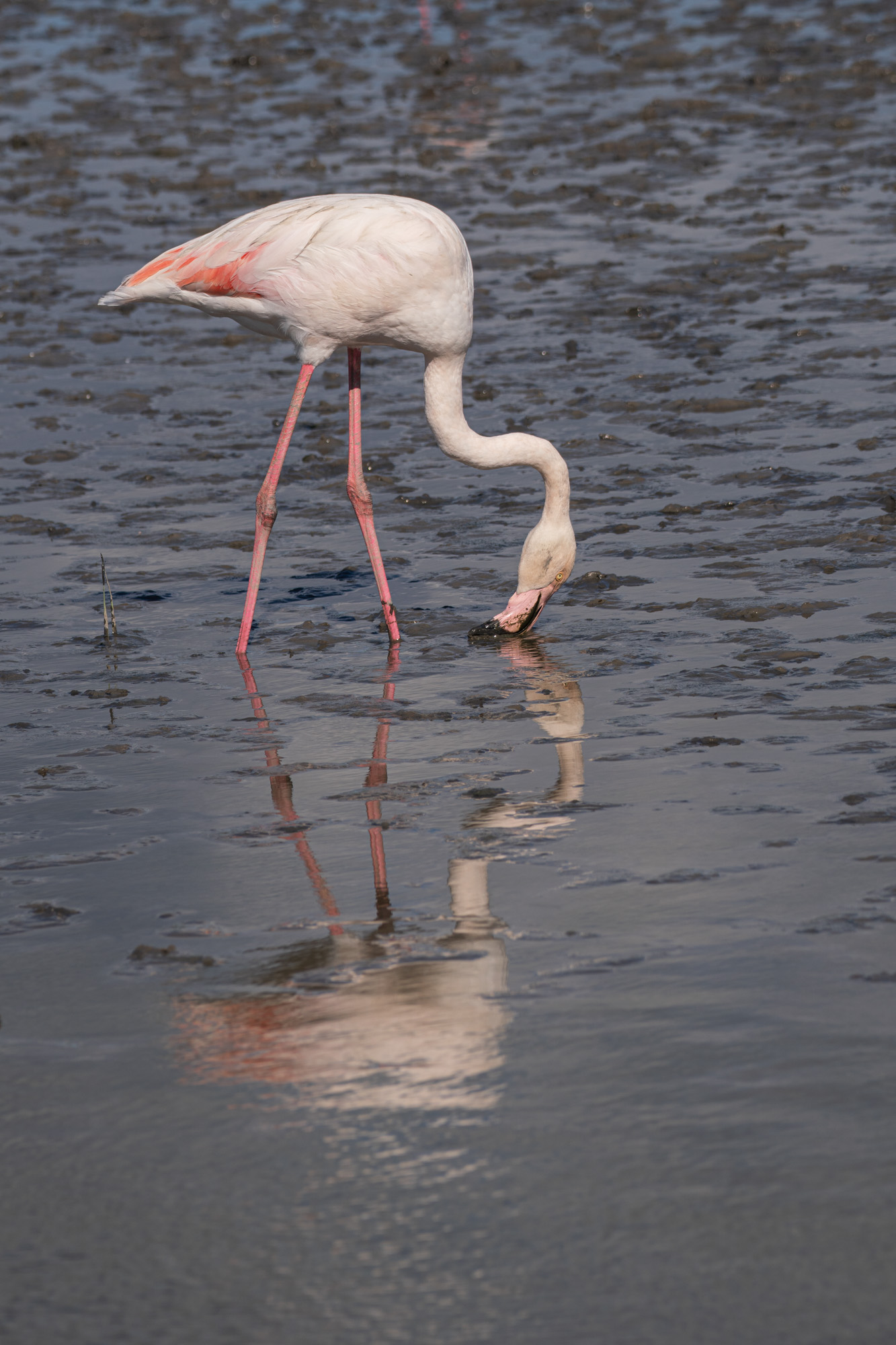 Camargue Natural Park