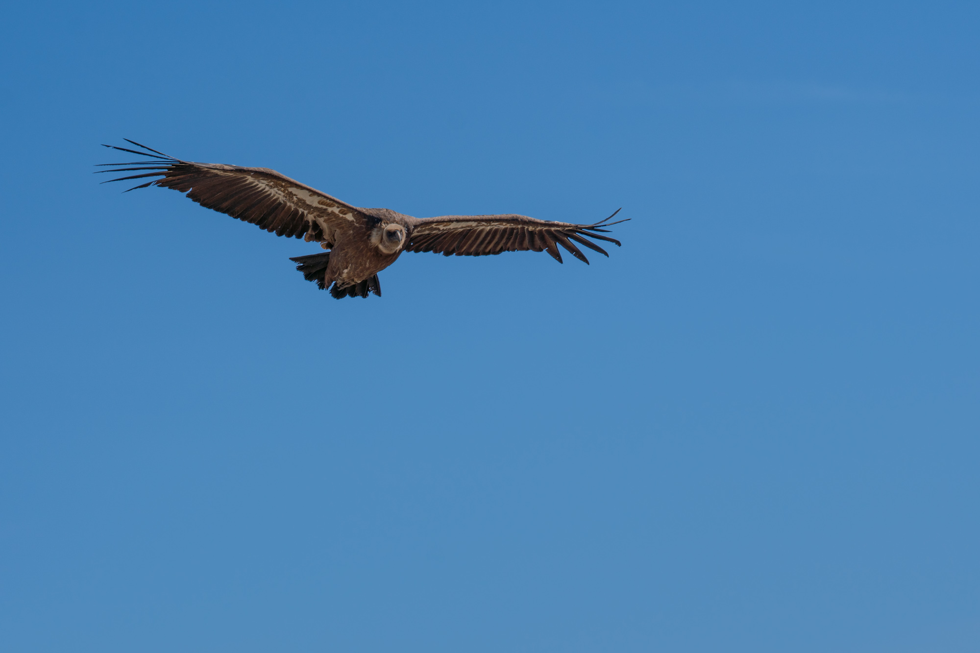 Verdon Griffins (France)