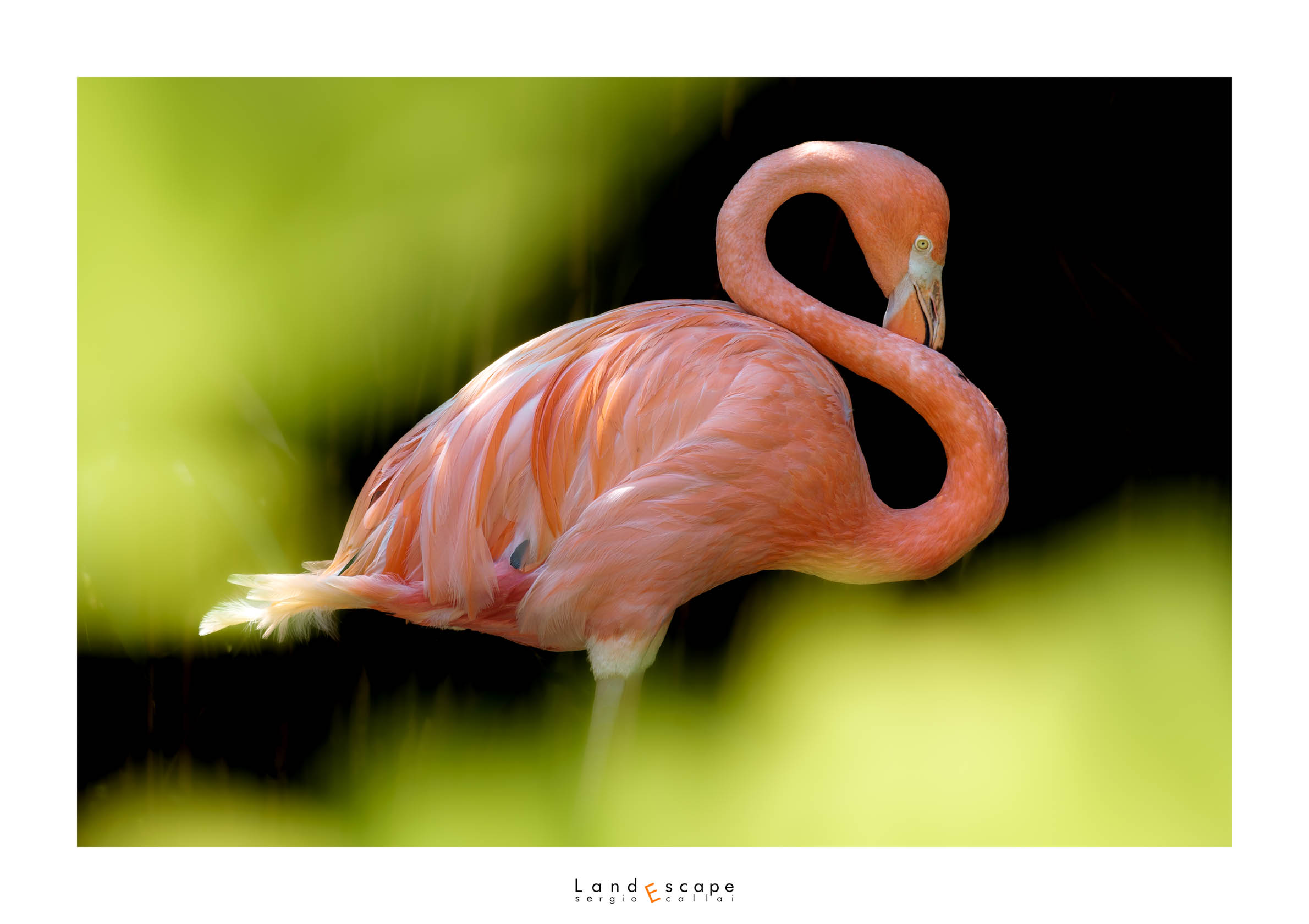 Flamingo